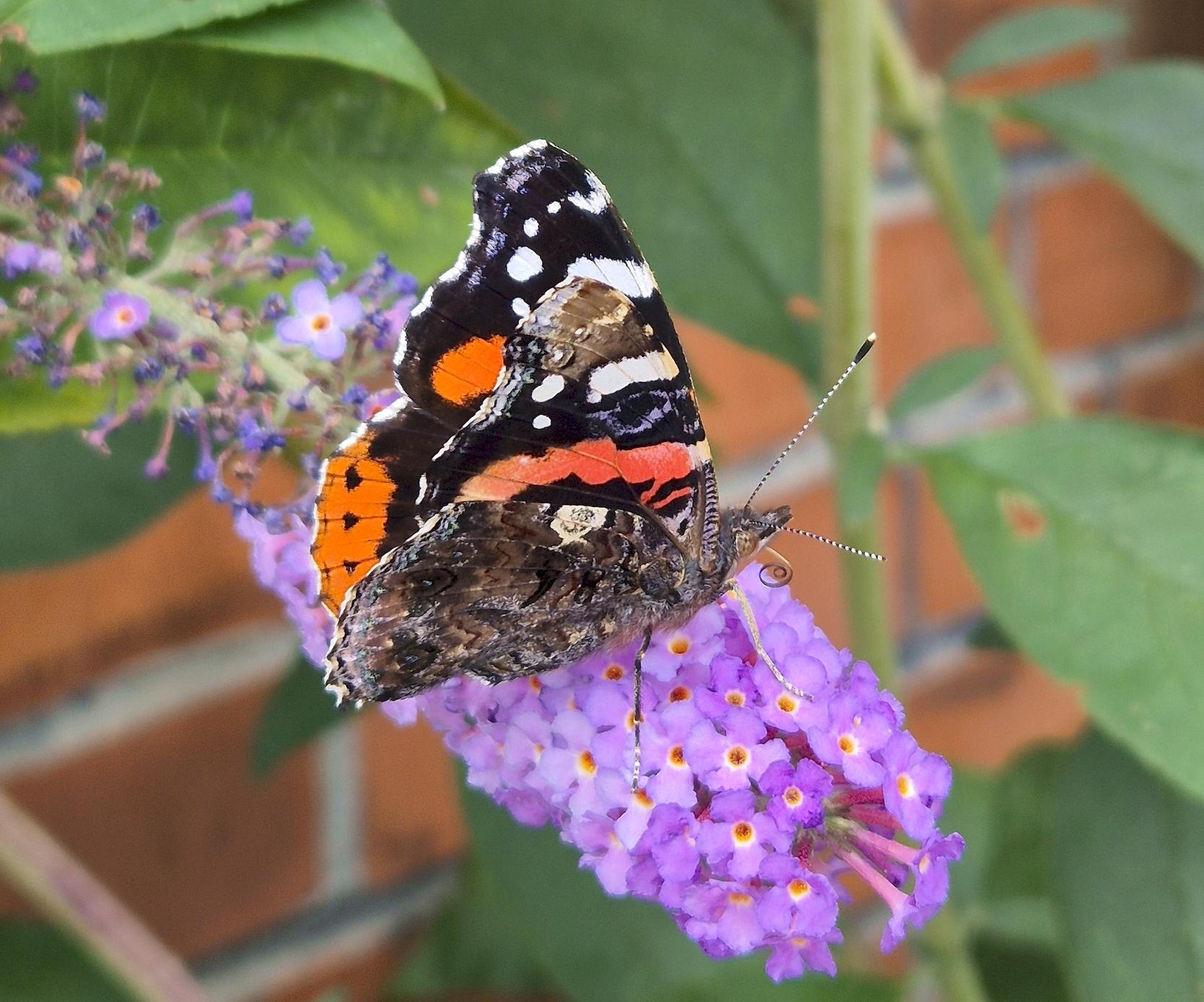 Ein schöner Admiral (Vanessa atalanta). Der auffällige Schmetterling aus der Familie der Edelfalter sitzt auf einer Blüte des Schmetterlingsflieders (Sommerflieder).