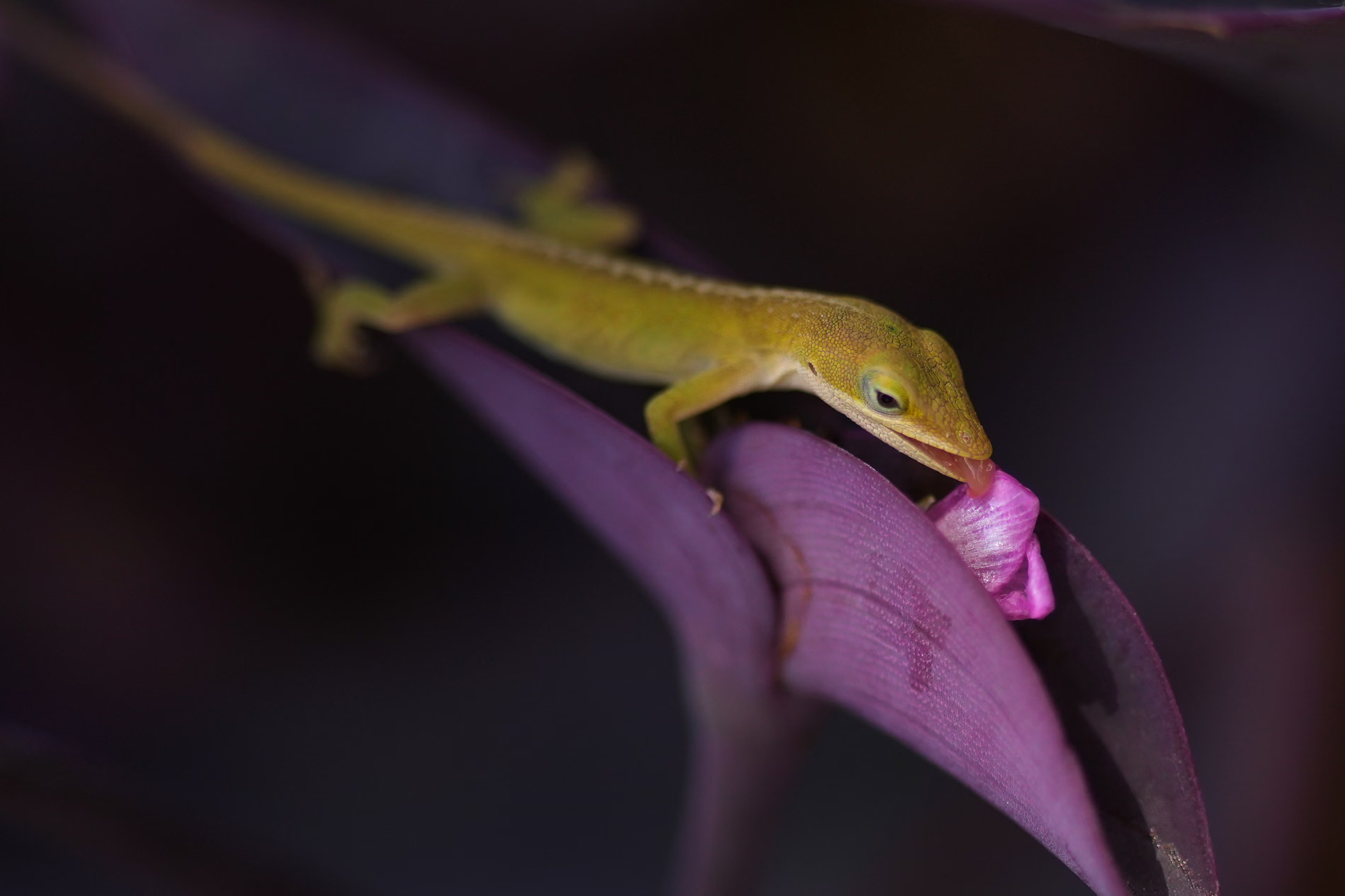 A lizard feeds on the bloom of a purple heart plant.