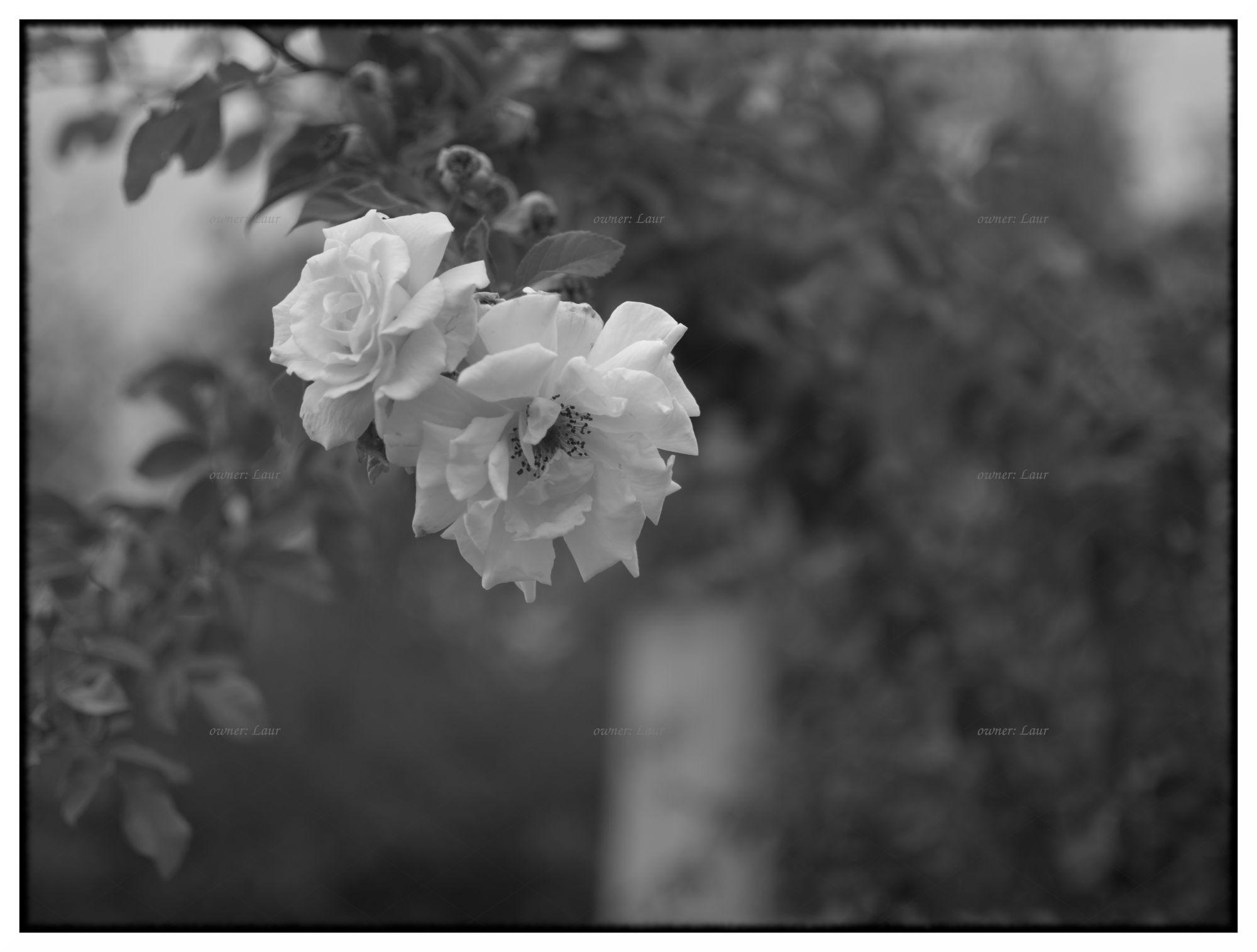 Roses, monochrome, photo
