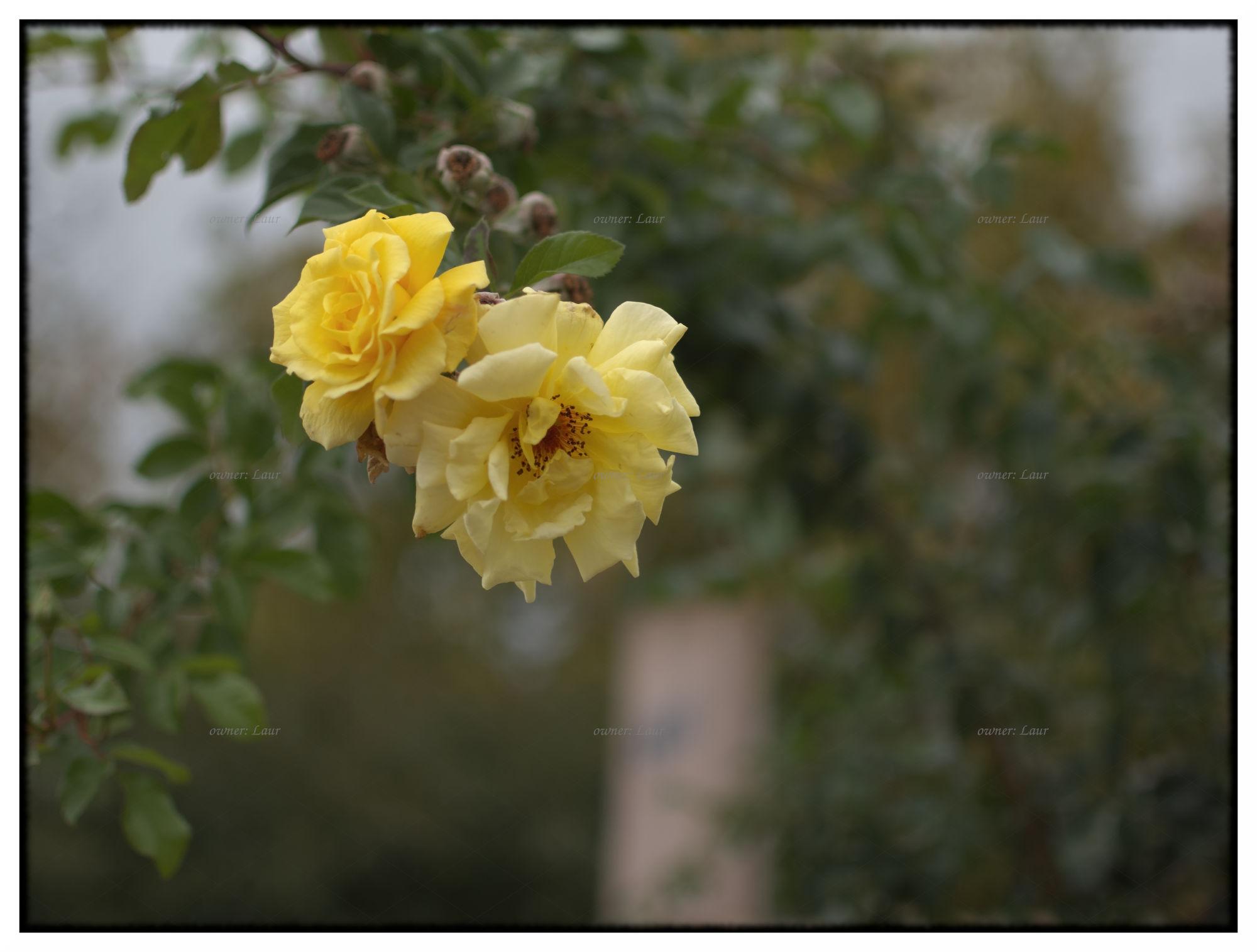 Roses, color, photo