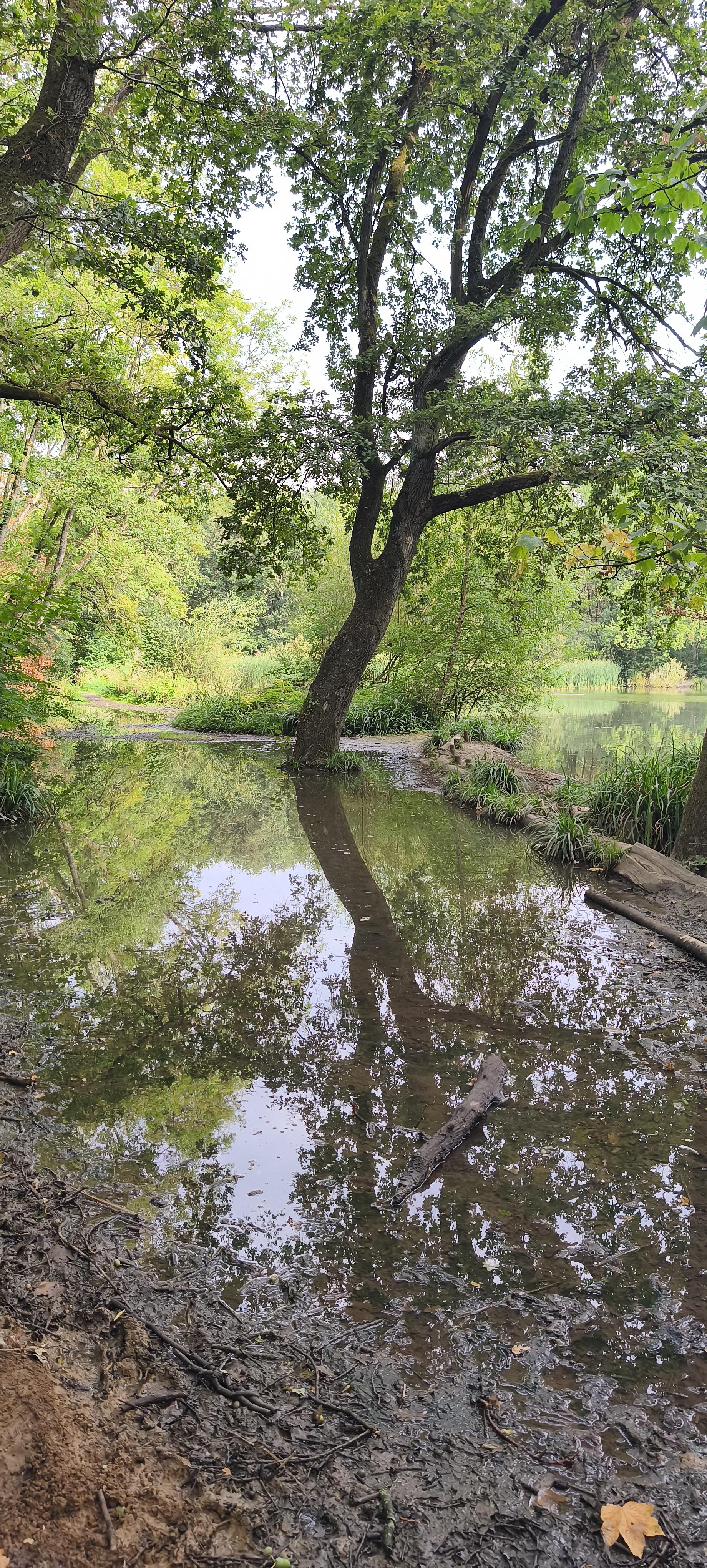 Un grand arbre pousse au bord d’un étang, les pieds dans une zone peu profonde et boueuse. Son tronc et les feuillages verts se reflètent dans l’eau calme, entourés d’une végétation dense. Au premier plan, la berge humide et couverte de boue donne à la scène un petit air de sous-bois sauvage