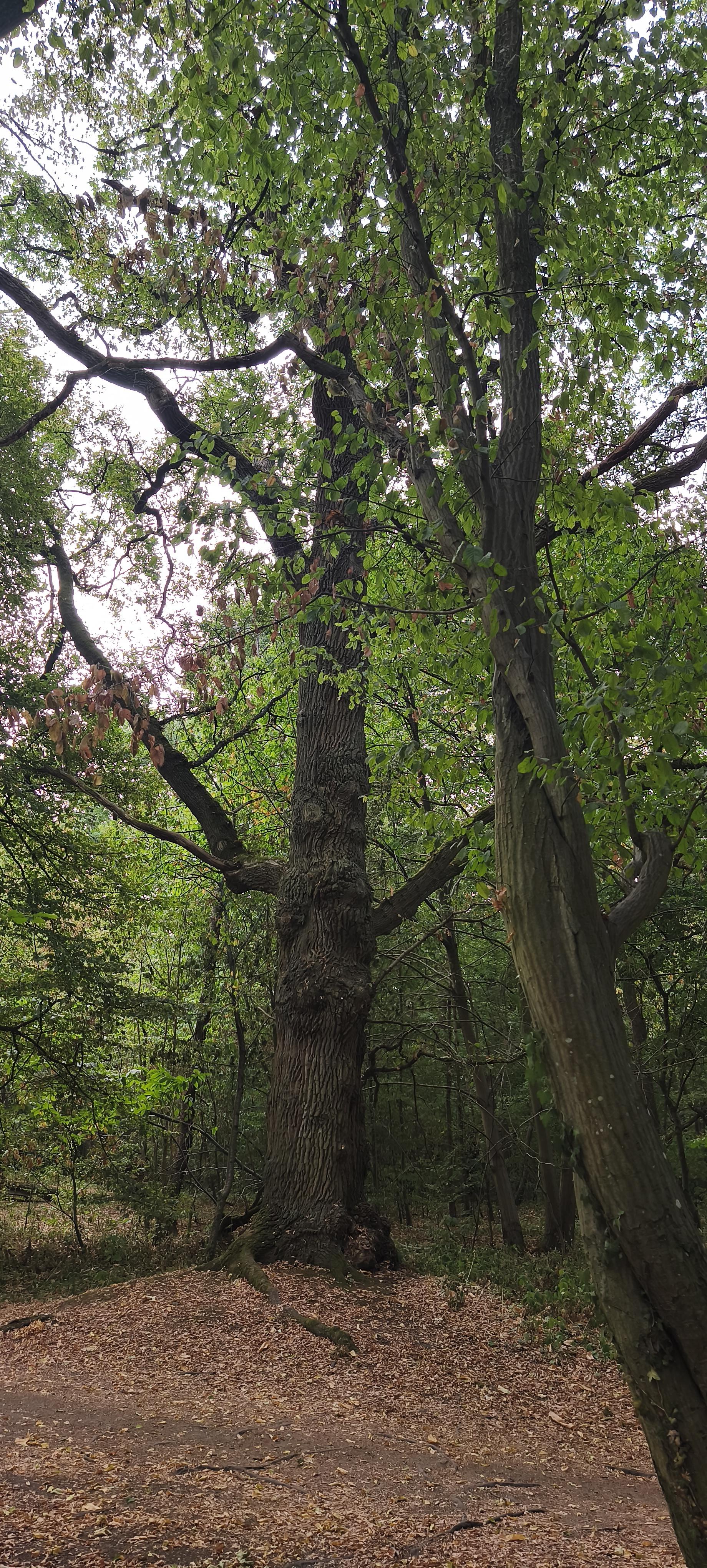 Dans un sous-bois verdoyant, un immense arbre au tronc épais et noueux domine le sentier couvert de feuilles sèches. Ses grosses branches s’étendent largement sous la canopée encore verte, où quelques feuilles commencent à brunir. La lumière claire du ciel filtre entre les feuillages.