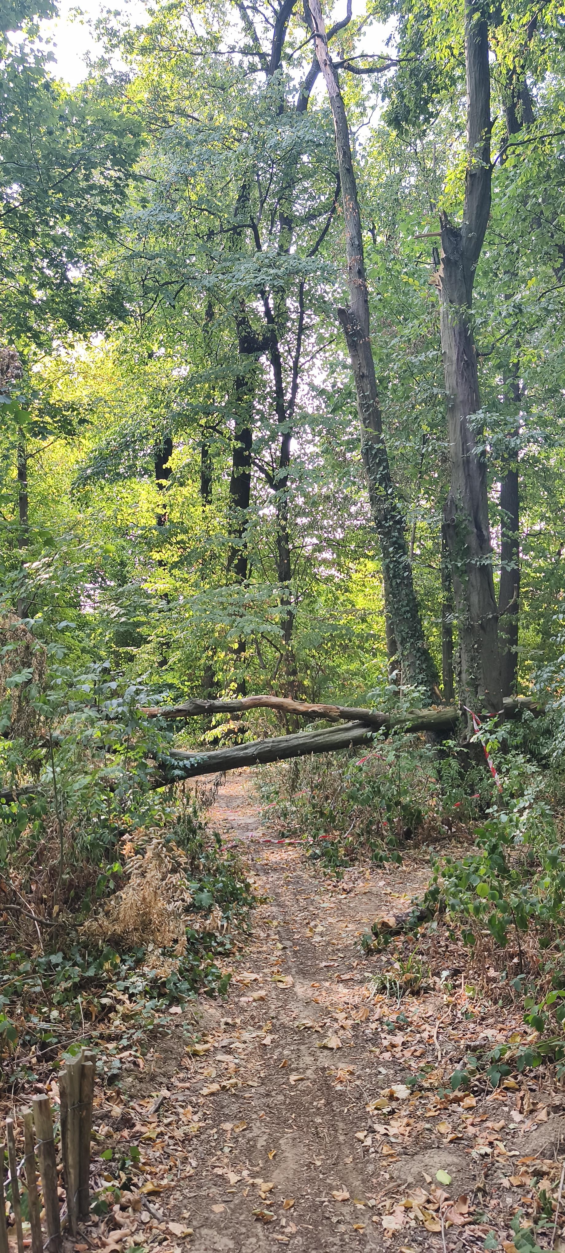 Sentier étroit en sous-bois, couvert de feuilles sèches. Deux troncs d’arbres sont tombés en travers du chemin et obligent à les contourner ou à les franchir. La forêt, encore très verte, est éclairée par quelques trouées de lumière.