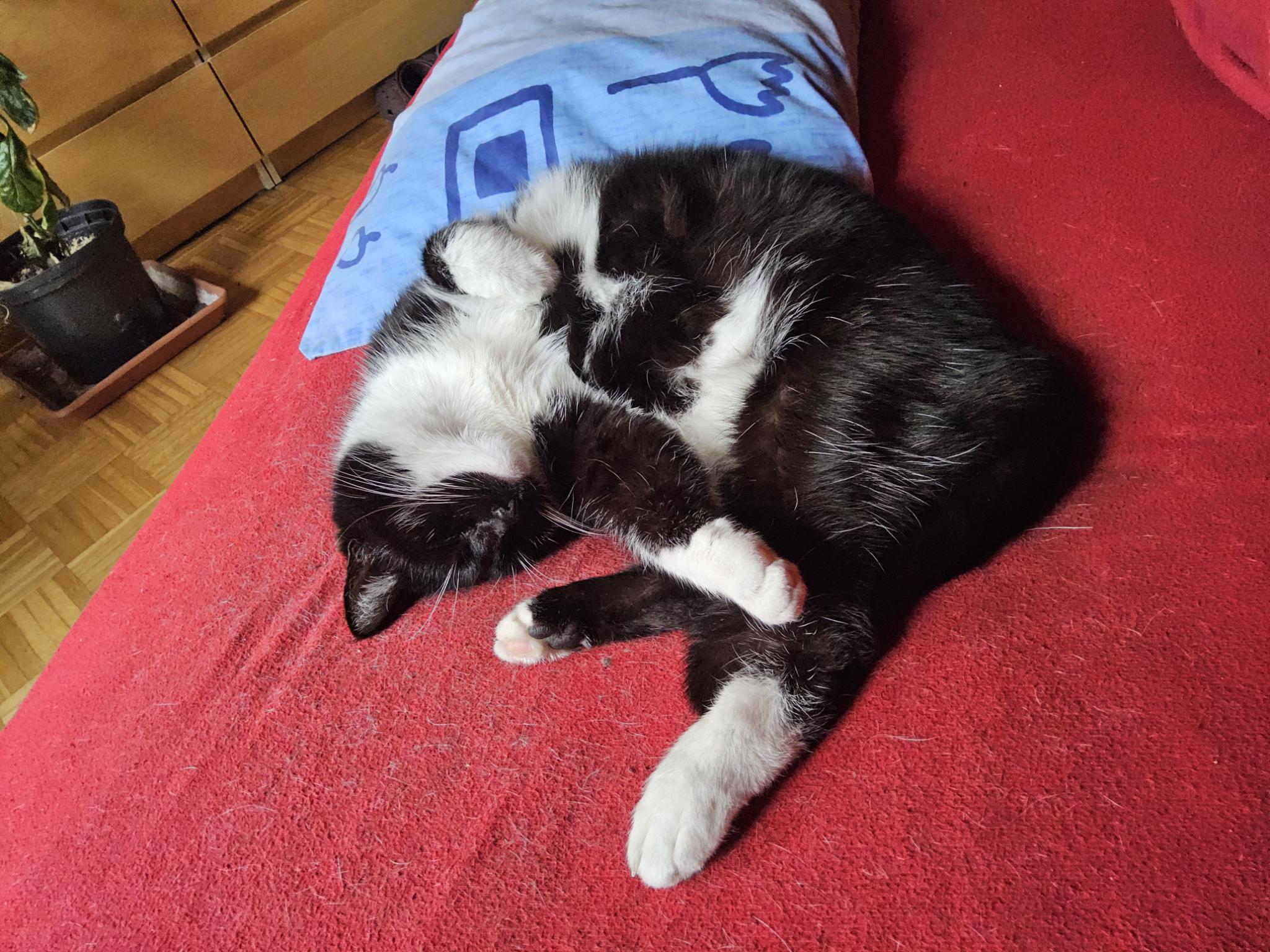 Eine schwarzweiße Katze liegt in zusammengerollt ausgestreckter Pose auf einem roten Handtuch. /
A black-and-white cat is lying on a red towel, curled up but stretched out.