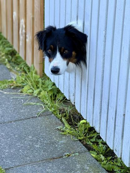 A dog pokes its head through a hole in a fence