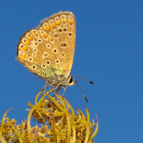 Schmetterling Bläuling sitzt ganz oben auf der Blütenkrone einer wilden Möhre. Hellbraune Flügel mit schwarzen und organgen Punkten. Blauer Himmel im Hintergrund.