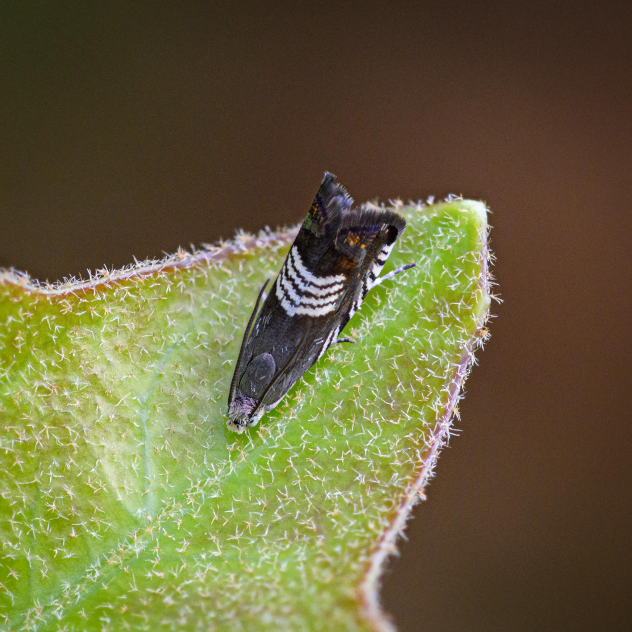 A small moth seen from above on a green leaf with lots of small white spines. The moth has its wings folded back and the overall colour is a dark grey. The eyes are grey blue and there is lilac fluff between them, with a white beard below. There are four strong white stripes curving across the mid-wings of the moth, with other diagonal white stripes below. There are some flashes of blue, gold, and green at the rear of the wings before the frilly end. The legs are black and white and the antennae dark grey.
