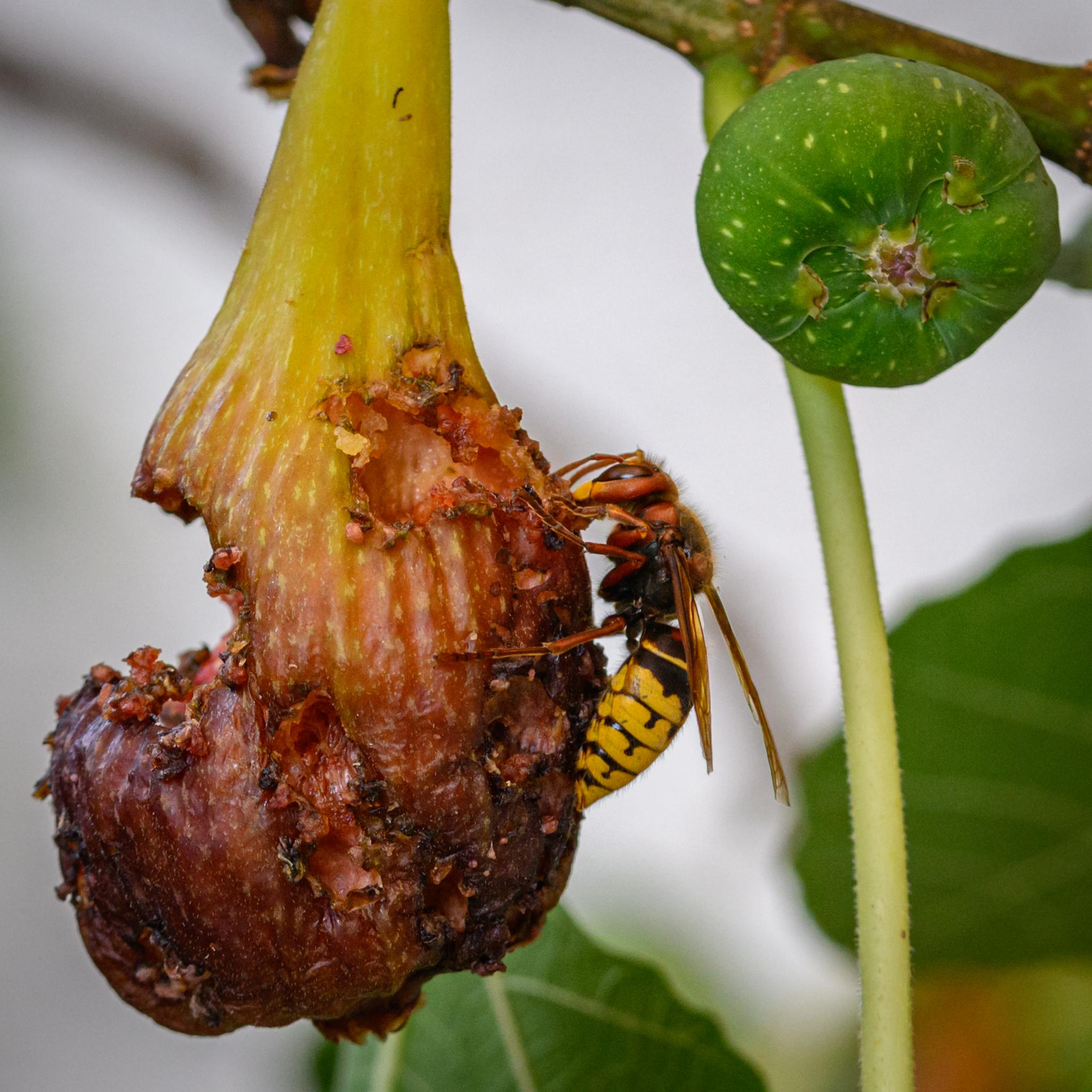 The same hornet now turned away from the camera, showing the abdomen in more detail, with its black "paint drips" extending down into the yellow bands on each tergite. The legs are well seen in this picture and are a rusty red-brown.