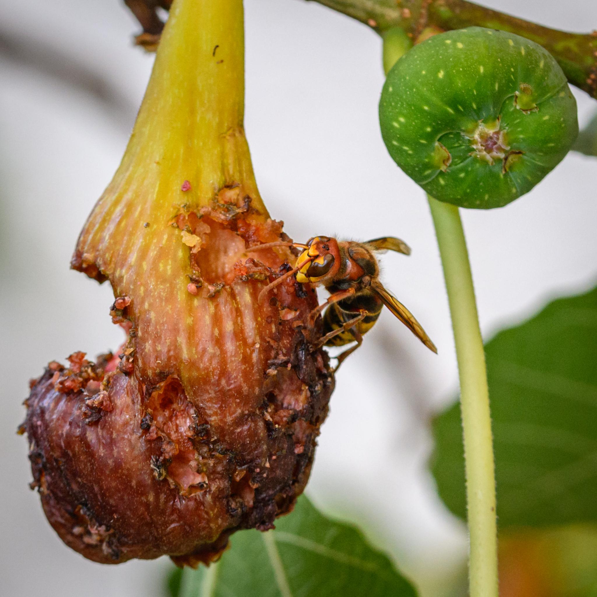 A large hornet seen head and side on feeding from a decaying fig. The hornet has large brown compound eyes with an irregular peanut shape on its face. The latter is yellow lower down, rosy pink above, with small black ocelli. The thorax of the hornet is black and pink, while the thorax is patterned yellow and black, but not well seen from this angle. The antennae are orange-yellow.