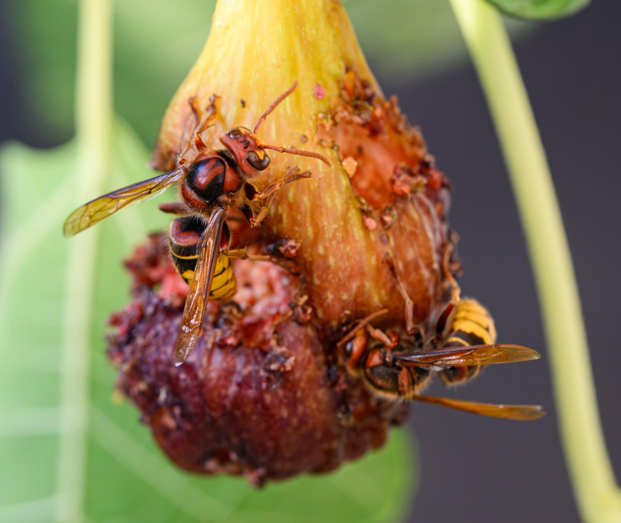 A pair of large hornets feeding on a decaying fig. The one on the left is facing upwards and is in focus. The other one is on the bottom right, and is out of focus. The hornets have yellow faces with a lot of rusty pink towards the top, large C-shaped compound eyes, and a trio of smaller black ocelli. The antennae are a yellowish-pink. The thorax is rusty pink and black, with a strong V-shape in pink on the top. There is pink again on the first tergite of the abdomen, with a strong yellow and black pattern thereafter. There are many fine hairs on the body, and the wings are clear amber. The legs are legs are black towards the top, yellower further down.