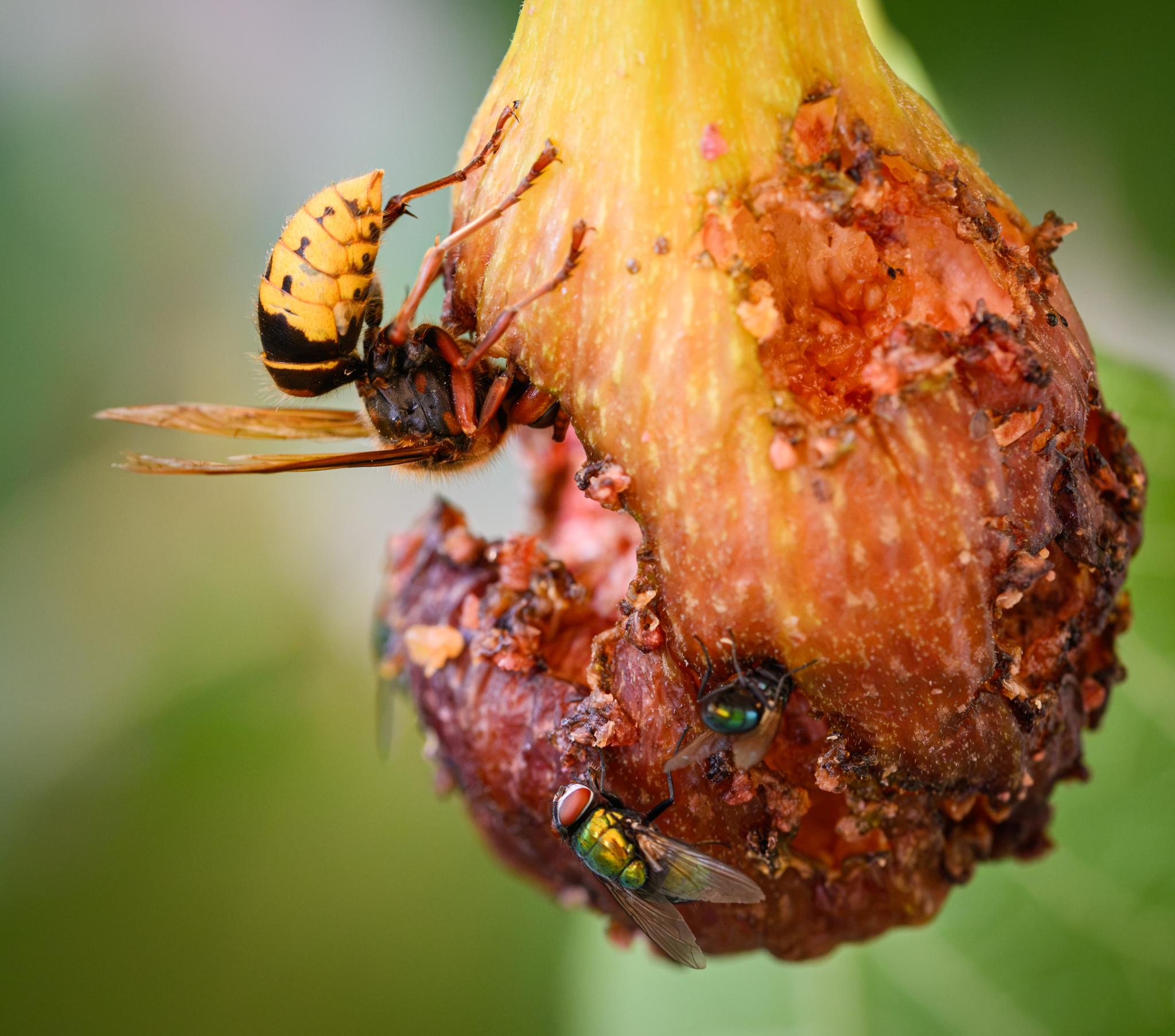 Just one of the hornets hanging upside down with its head stuck into a hole in the fig, seen side on in the top left. The black side of its thorax is clearly seen, as is the black and yellow abdomen. There are also a couple of green bottle flies on the fig as well, to the lower right.