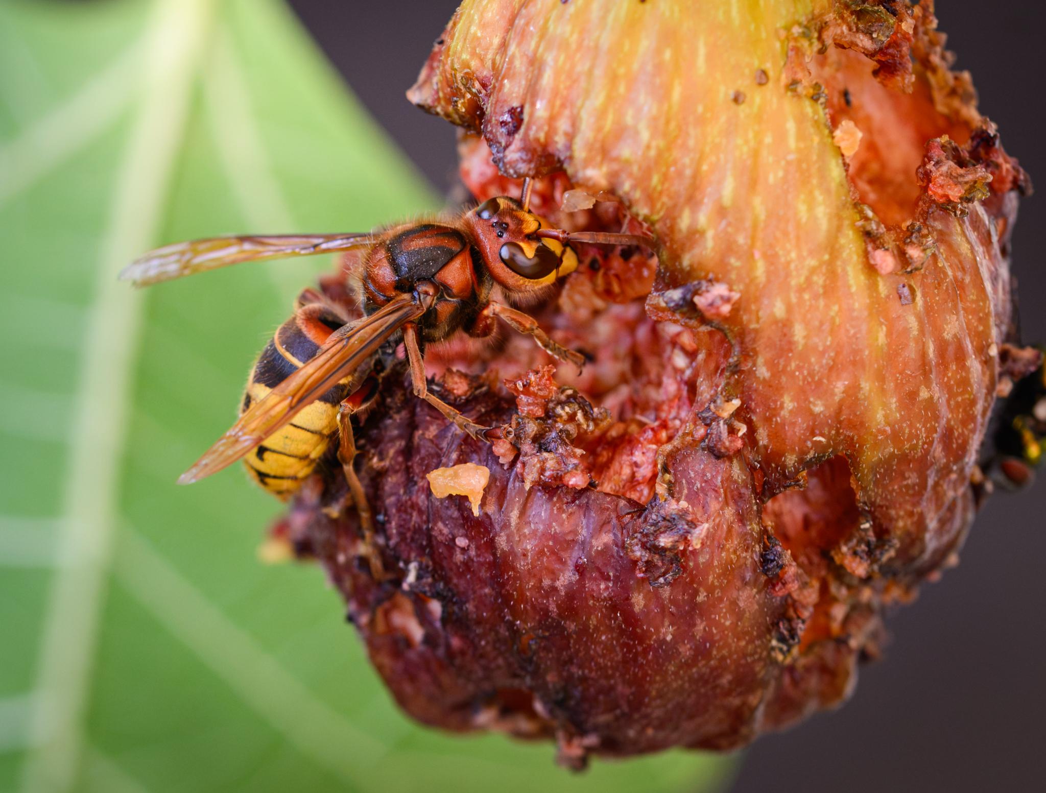 A somewhat closer view of one of the hornets seen side on, showing its head and multiple eyes clearly, as well as the many fine hairs on the head, thorax, and abdomen.