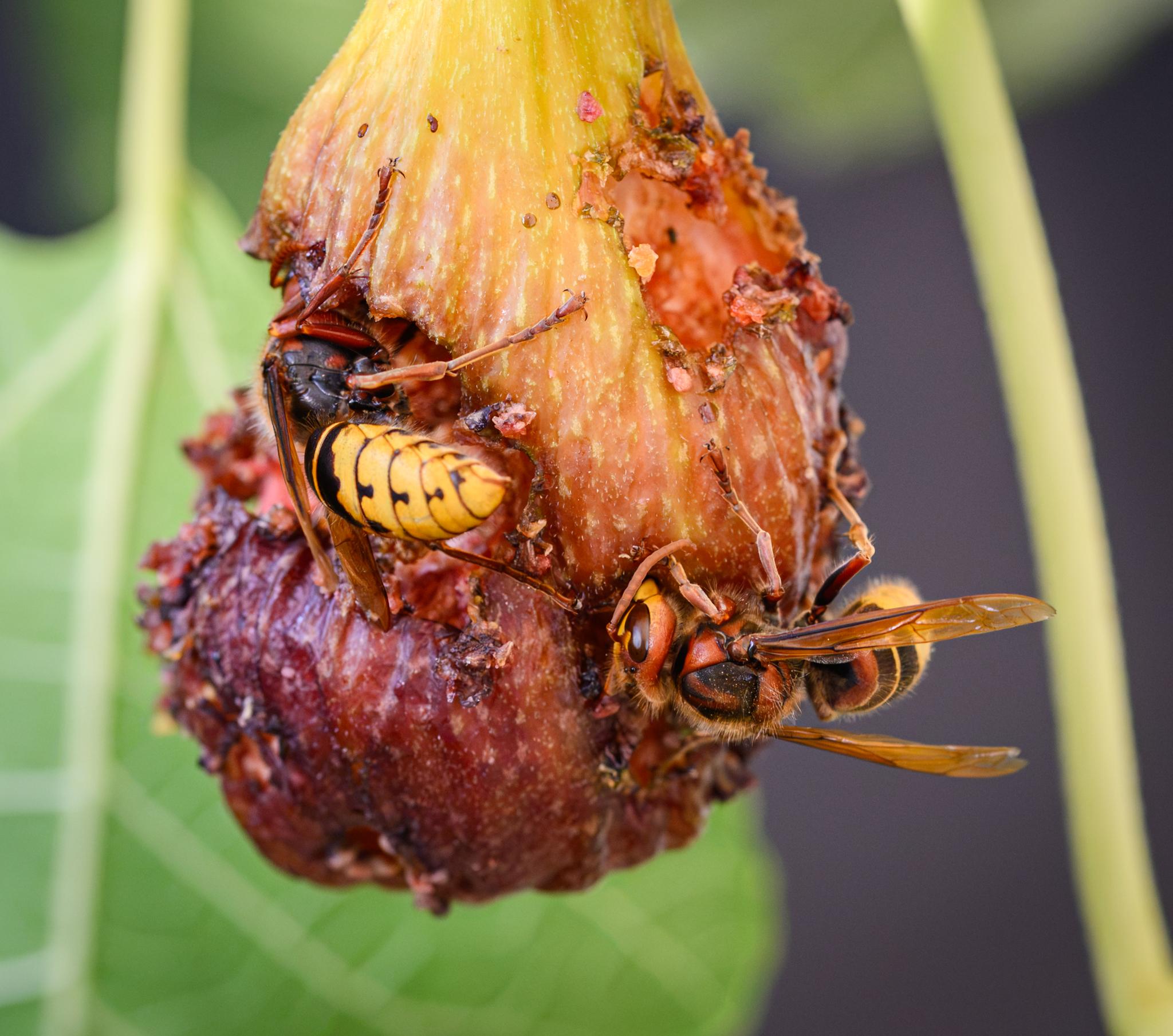 Another view of the two hornets feeding together. The one in the top left is now facing away, so seen from behind showing its black and yellow abdomen, slightly out of focus. The one in the bottom right is now in focus, seen from in front and above.
