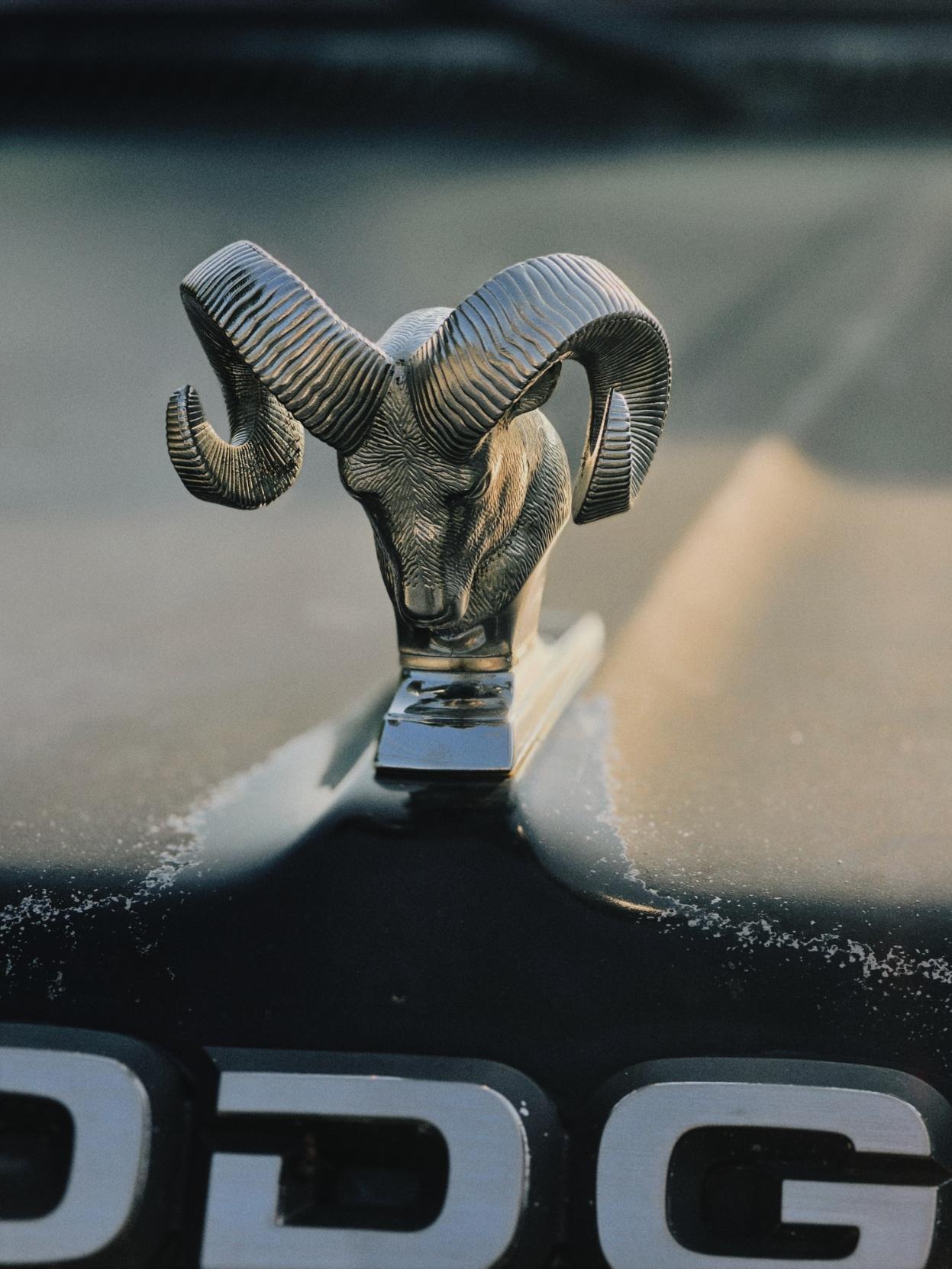 Close up photo of a ram hood oeniment on an old dodge ram truck.