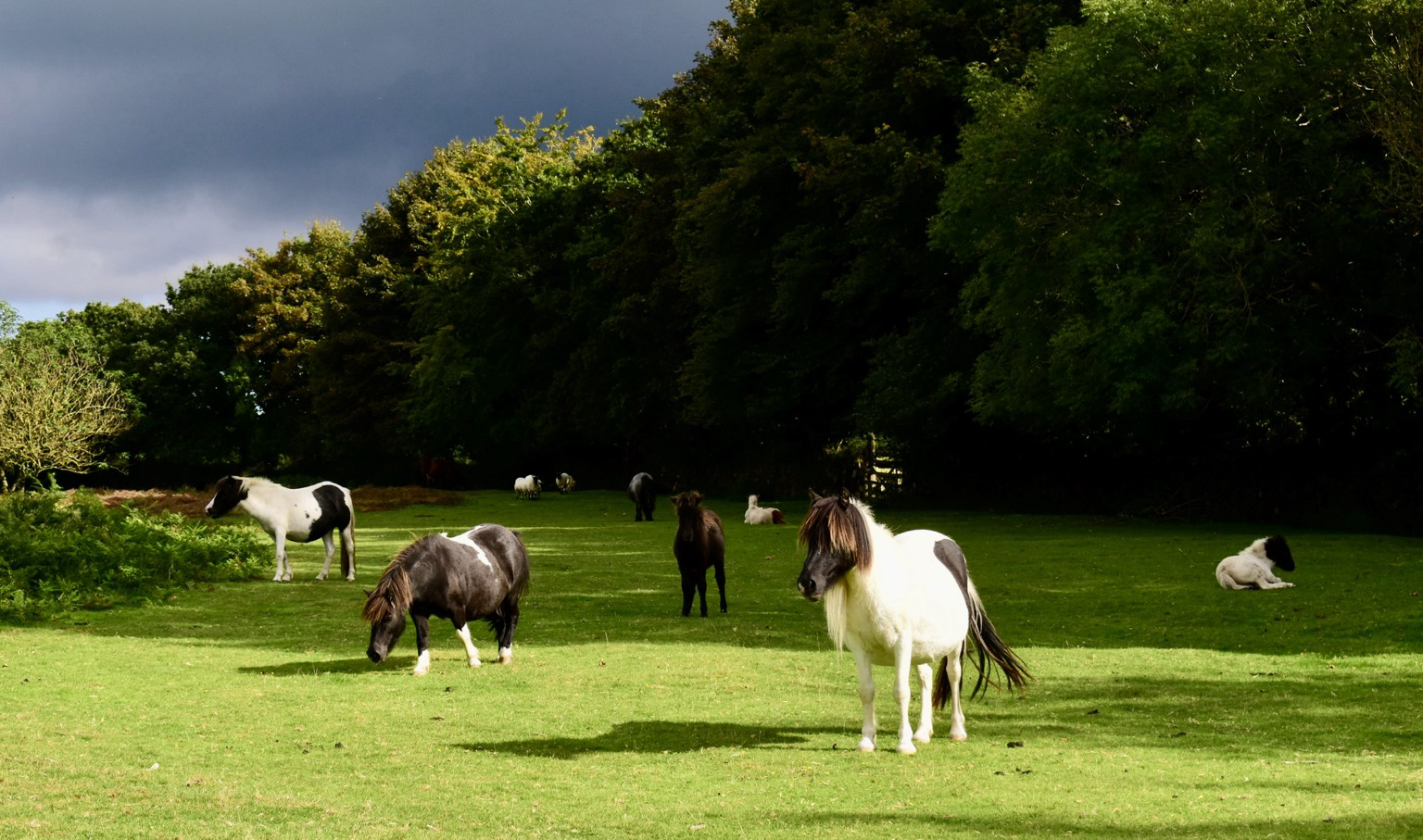 Ponies on green moorland and a storm cloud above.