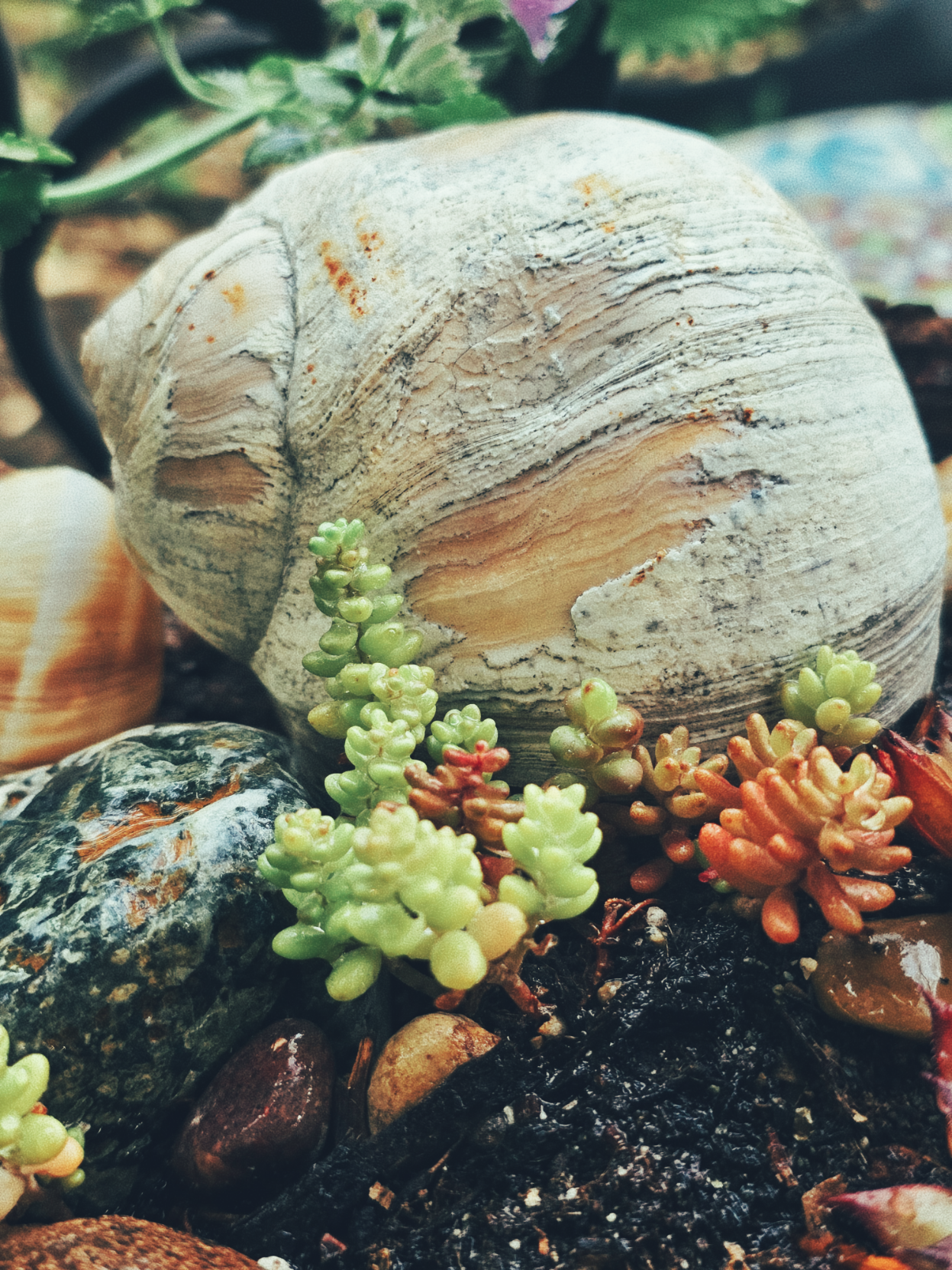little chubby leaves of a succulent sprouting up from the wet soil with a larger seashell in the background