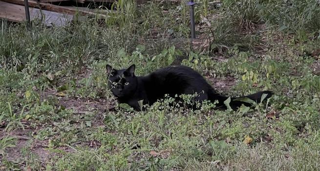 Picture of a small black cat sitting amongst scattered grasses, not easily seen is the small depression he has systematically been digging into the ground on the spot that he always sits in