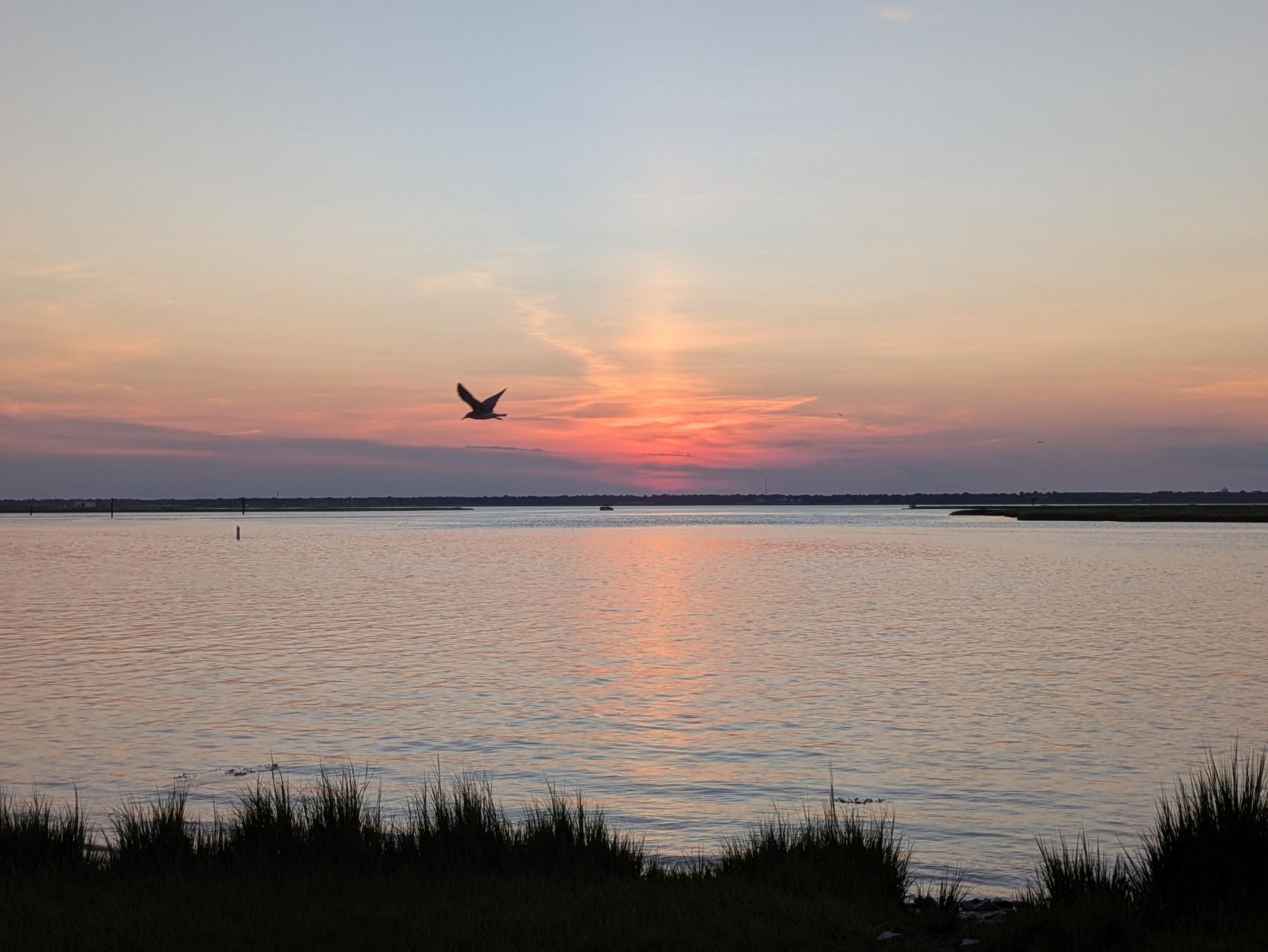 Photo with coastal vegetation in silhouette — clumps of grass — overlooking a large body of water beyond which is the far shore of the bay and colors — golds and reds and oranges — from the setting sun in the sky. There is a bird, a gull, caught in silhouette, flying close to the colors in the sky.
