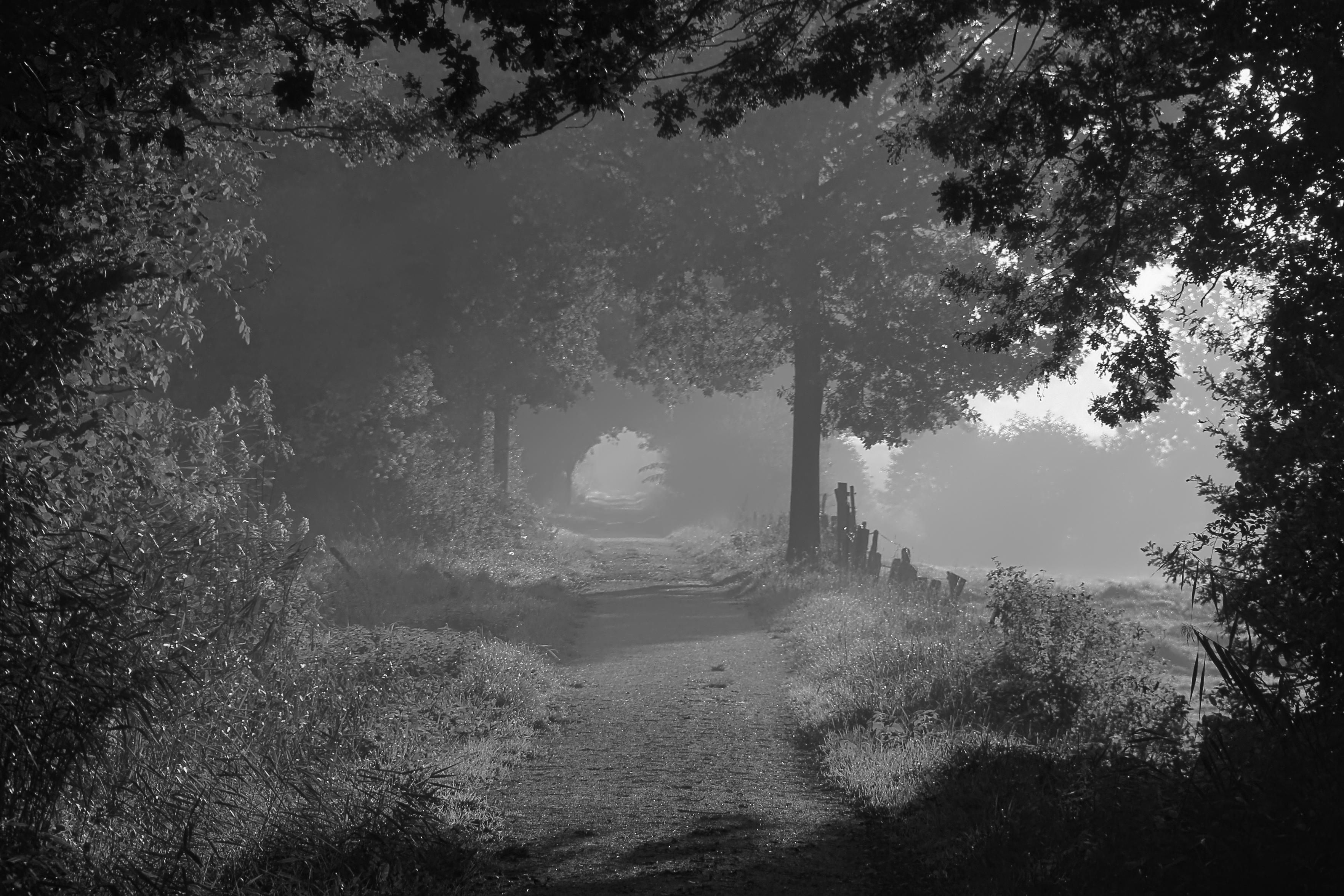 Schwarzweiss-Foto zeigt einen Weg durch die Natur bei leichtem Morgennebel. Der Weg führt durch Abschnitte mit Büschen und Bäumen hinaus in freie Felder, wo die aufgehende Sonne scheint und helles Licht vorherrscht.