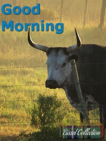 Phot of a cow in the mist