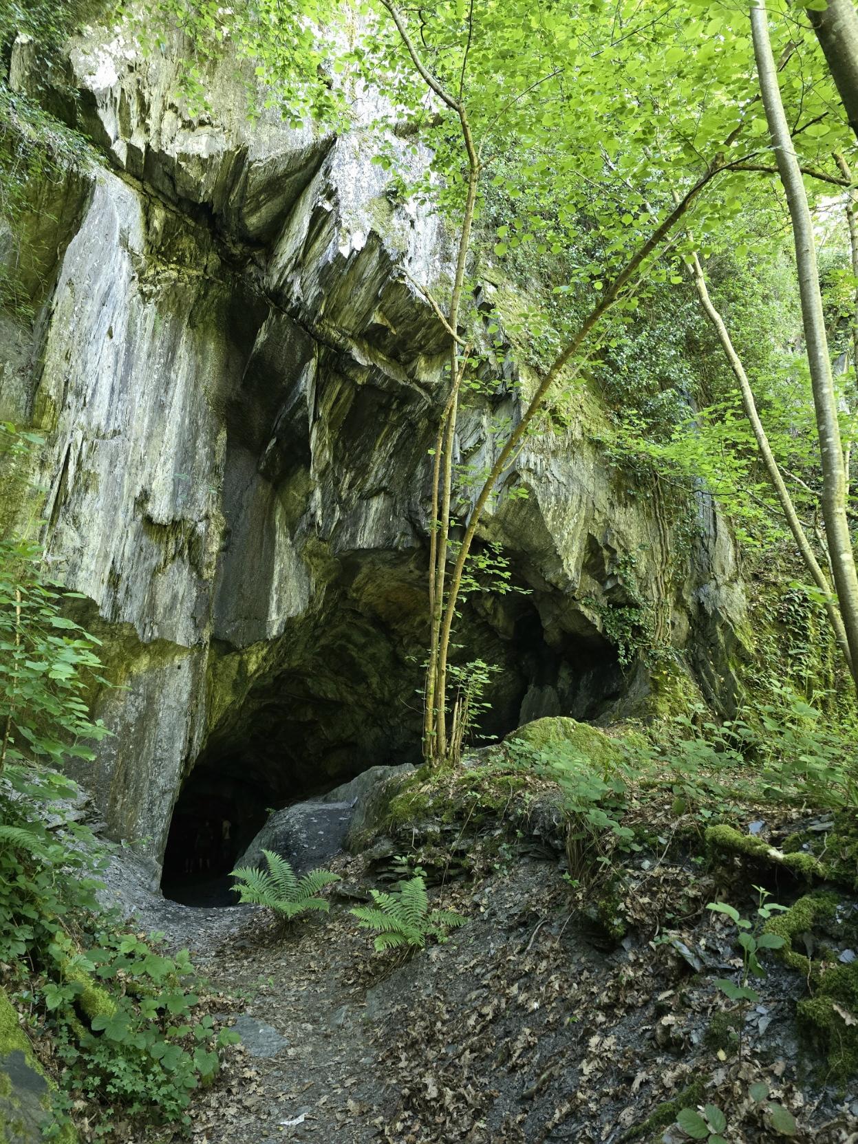 Blick auf einen Höhleneingang im Wald bei Tag.