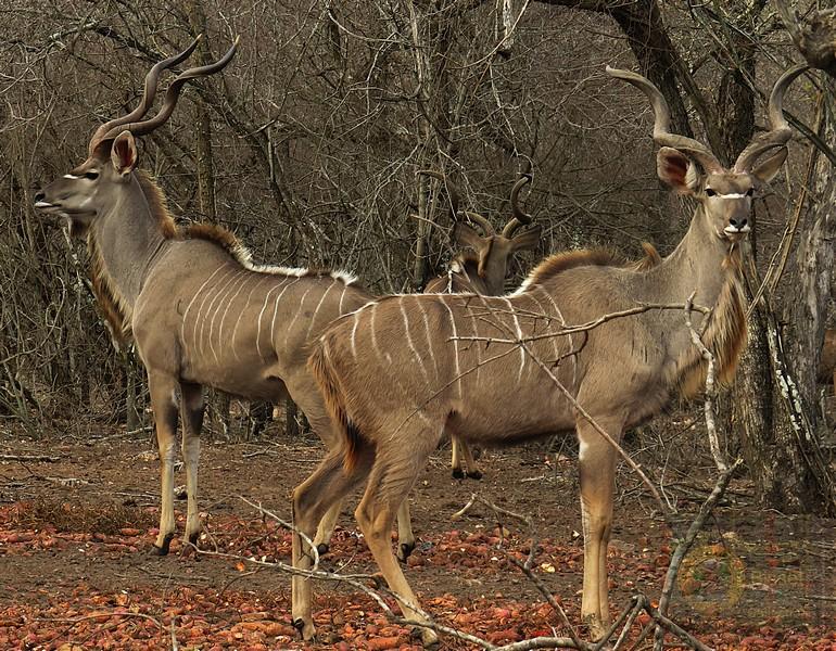 Kudu are not currently classified as endangered; instead, both primary species are listed at lower risk levels on the IUCN Red List of Threatened Species.