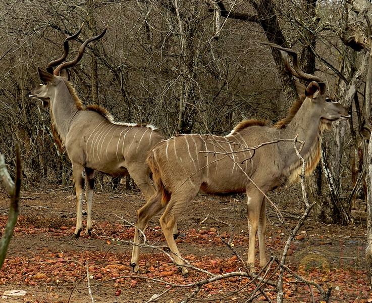 Kudu are not currently classified as endangered; instead, both primary species are listed at lower risk levels on the IUCN Red List of Threatened Species.