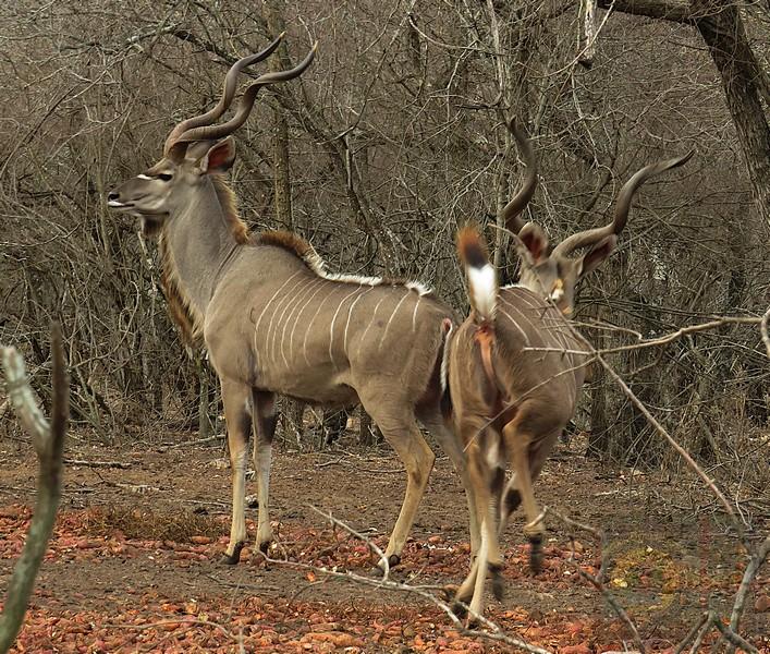 Kudu are not currently classified as endangered; instead, both primary species are listed at lower risk levels on the IUCN Red List of Threatened Species.