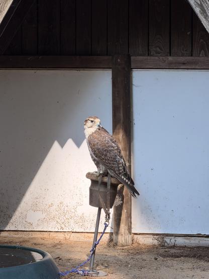 Ein brauner Falke mit weißer Brust sitzt auf einem Holzpfahl, an einer blauen Kette gefesselt, vor einem weißen Gebäude.
