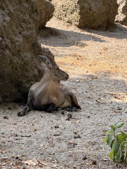 Ein brauner Steinbock mit gebogenen Hörnern ruht im Schatten eines großen Felsens auf einem sandigen Boden mit trockenen Blättern.