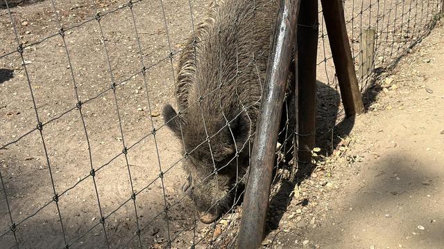 Ein Wildschwein mit borstigem Fell steht hinter einem Drahtzaun auf einem staubigen Boden, in der Sonne.