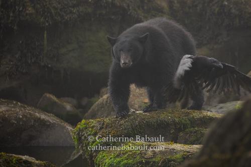 A raven takes off as a large black bear walks towards it and the photographer. They are surrounded by large boulders covered with kelp exposed by the low tide.