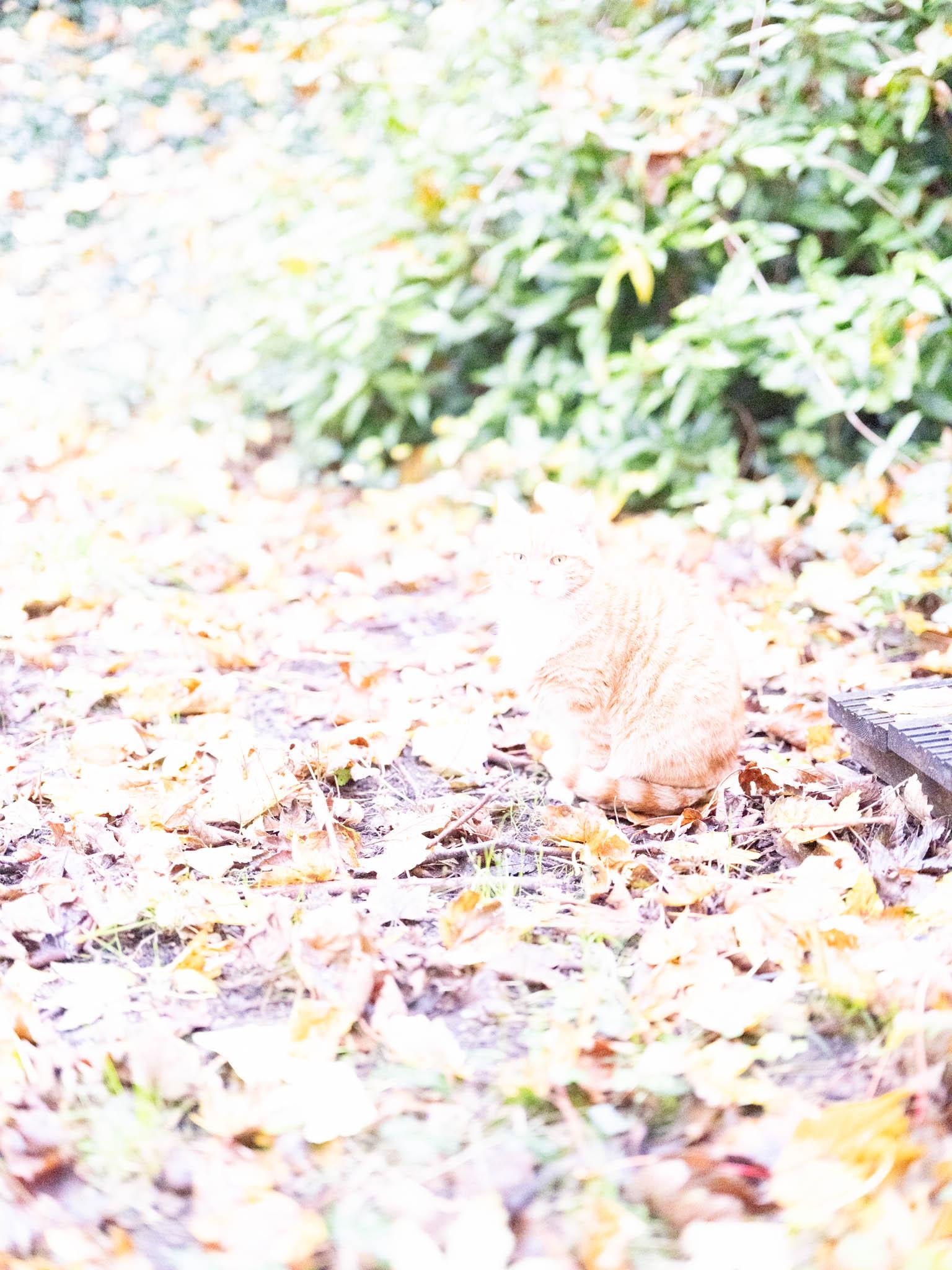 A severely overexposed, brightly blown-out version of the photo showing an orange-and-white cat sitting among autumn leaves. The upper half and parts of the ground are washed out to harsh white light, obscuring details, with a dark wooden slat visible on the right edge.