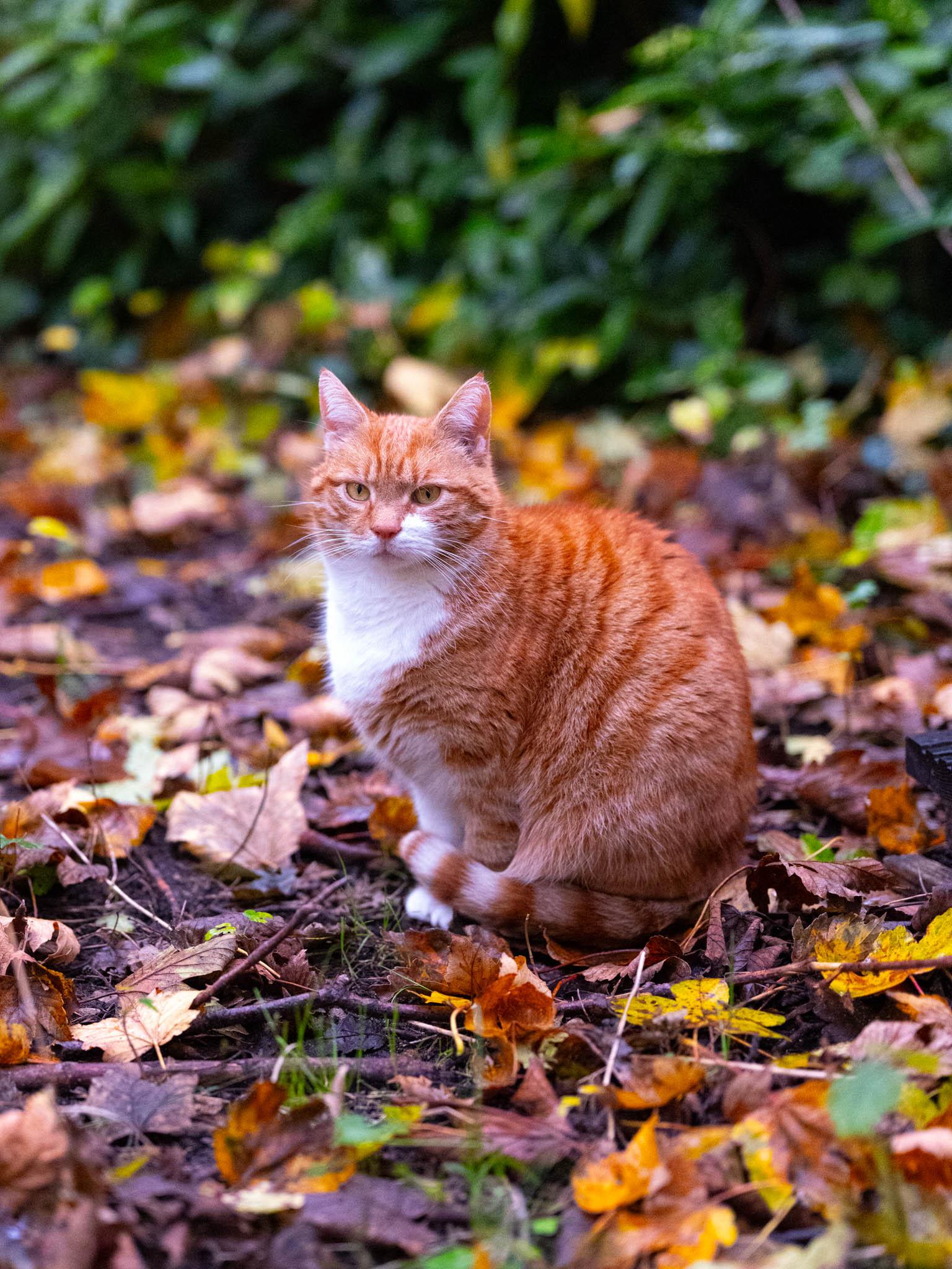 An orange and white tabby cat with a solid white chest, white paws, and a striped tail curled around its feet sits alertly on the ground. The cat is surrounded by a dense layer of colorful fallen autumn leaves in shades of brown, gold, and purple, with lush green foliage blurred softly in the background.