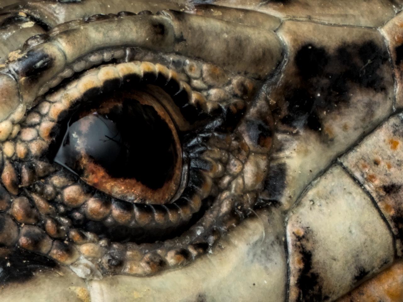 Crop of a macro photo of a wall lizard, showing it's orange eye.