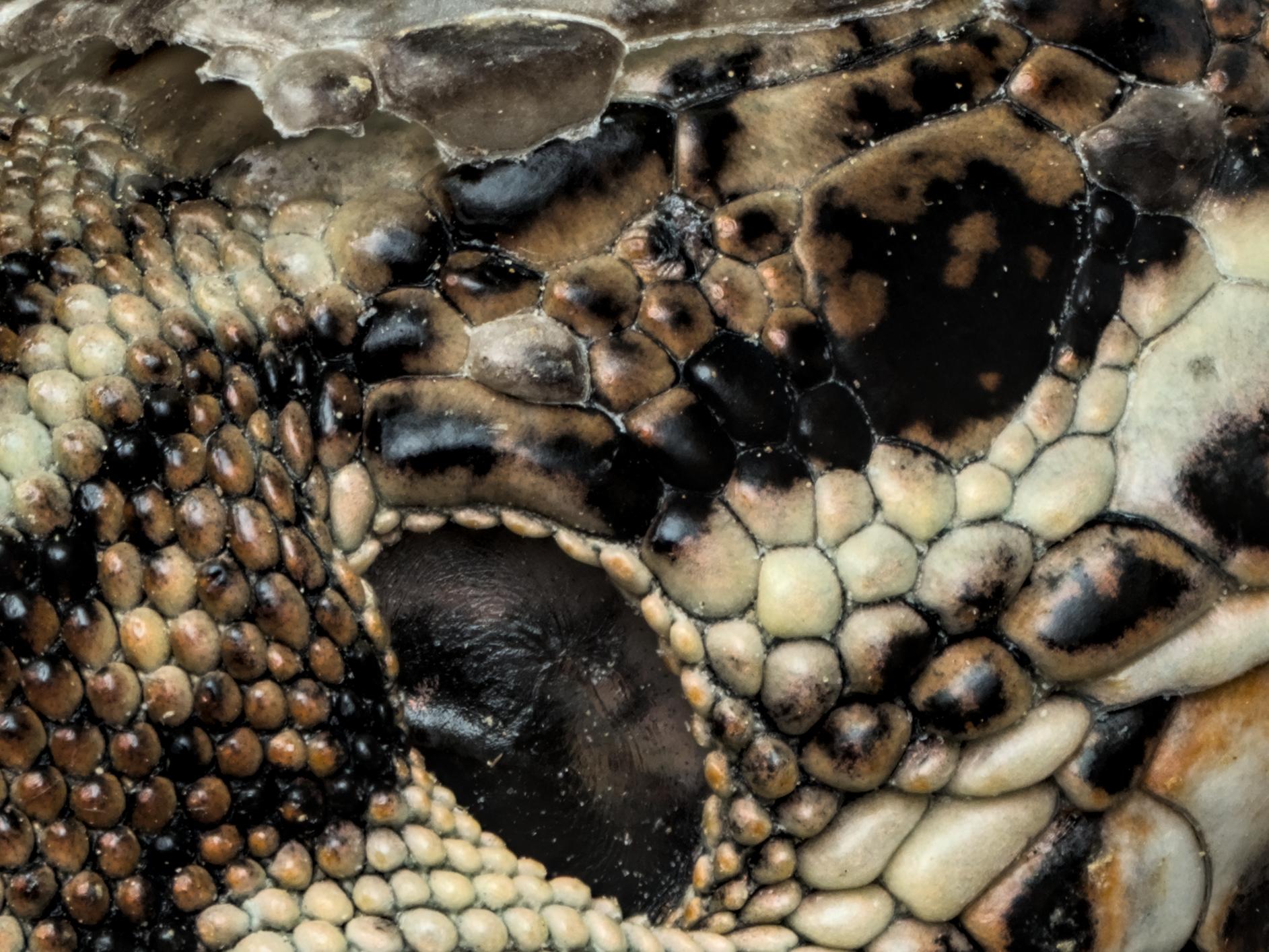 Crop of a macro photo of a wall lizard, focusing on the scales.