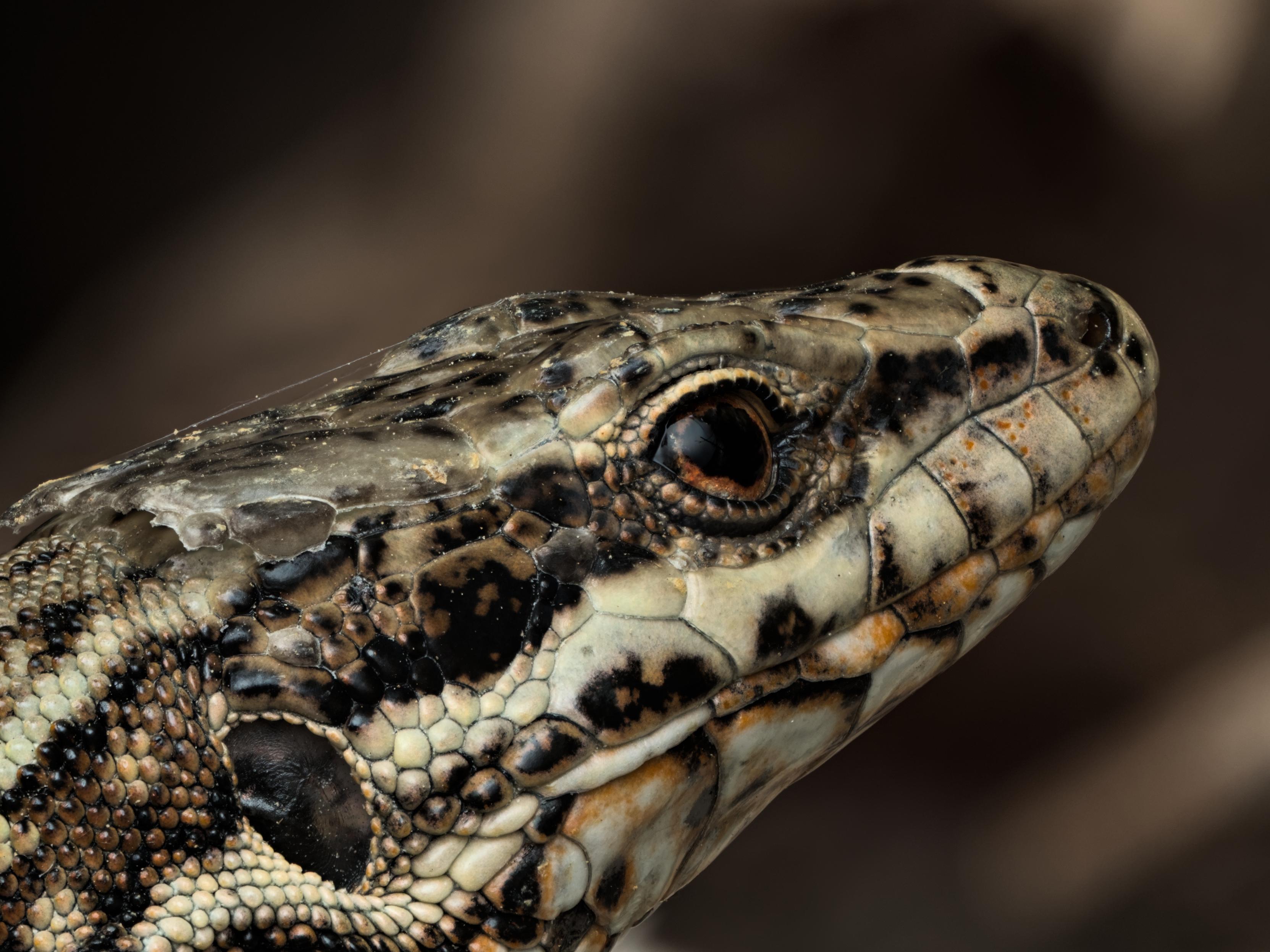 Close-up of a lizard’s head and upper body, covered in cream, brown, black, and orange scales against a blurry background. Made by stacking 60 images in Helicon Focus