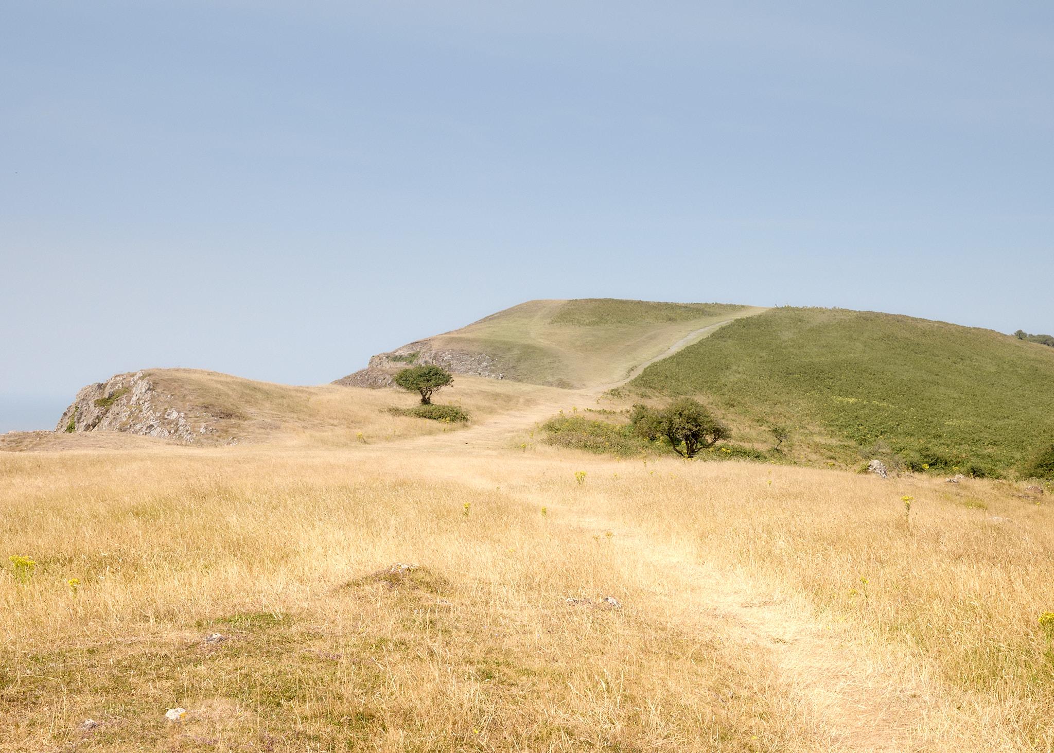 A landscape view of Brean Down, featuring dry, golden grass in the foreground. Two small trees are visible on the right side, with a winding path leading up a hill in the background. The sky is clear and blue, with no visible clouds.