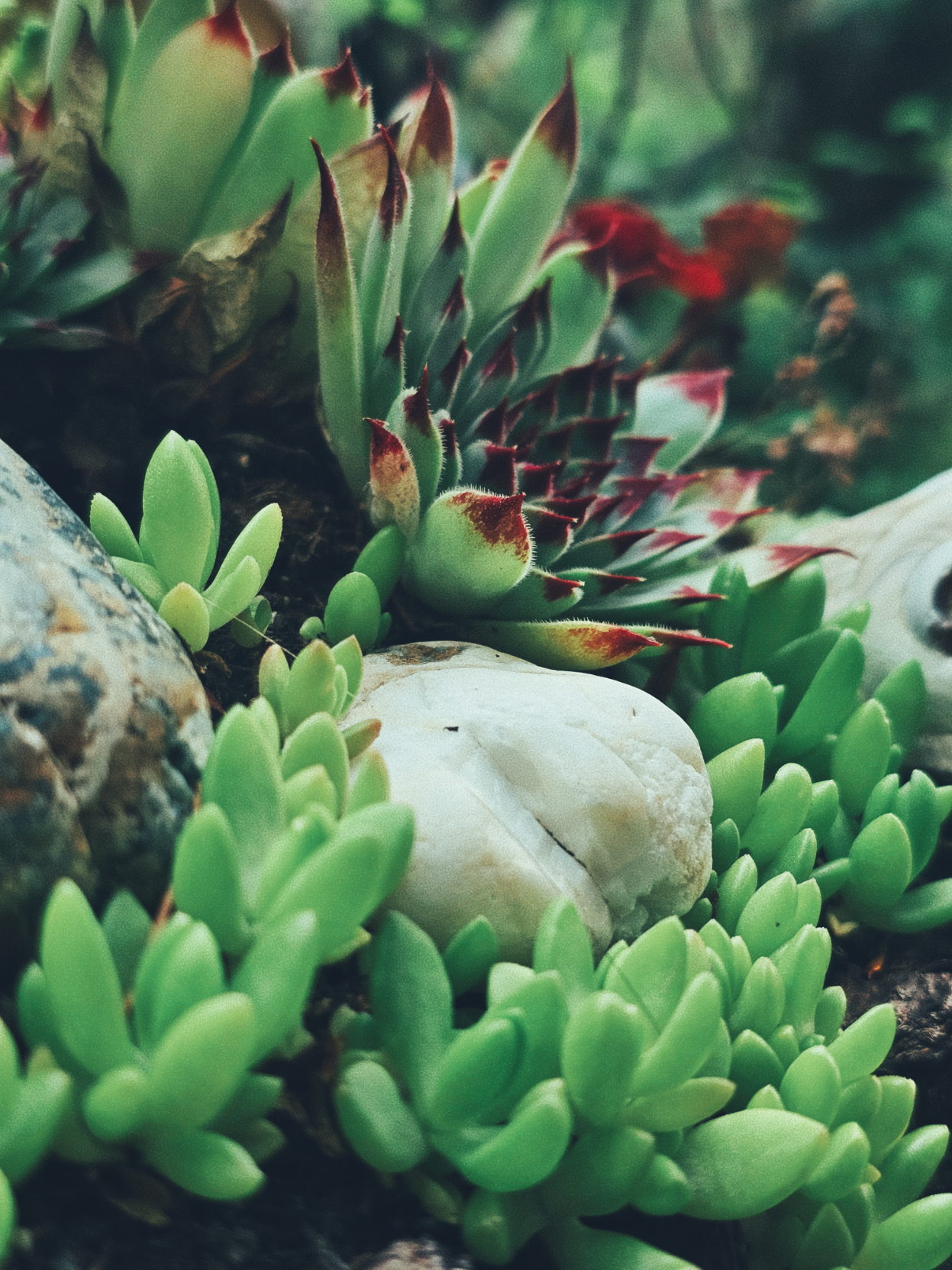 thick green leaves with sharp red tips for the classic hen-and-chicks succulent, while little chubby green leaves sprout up all around