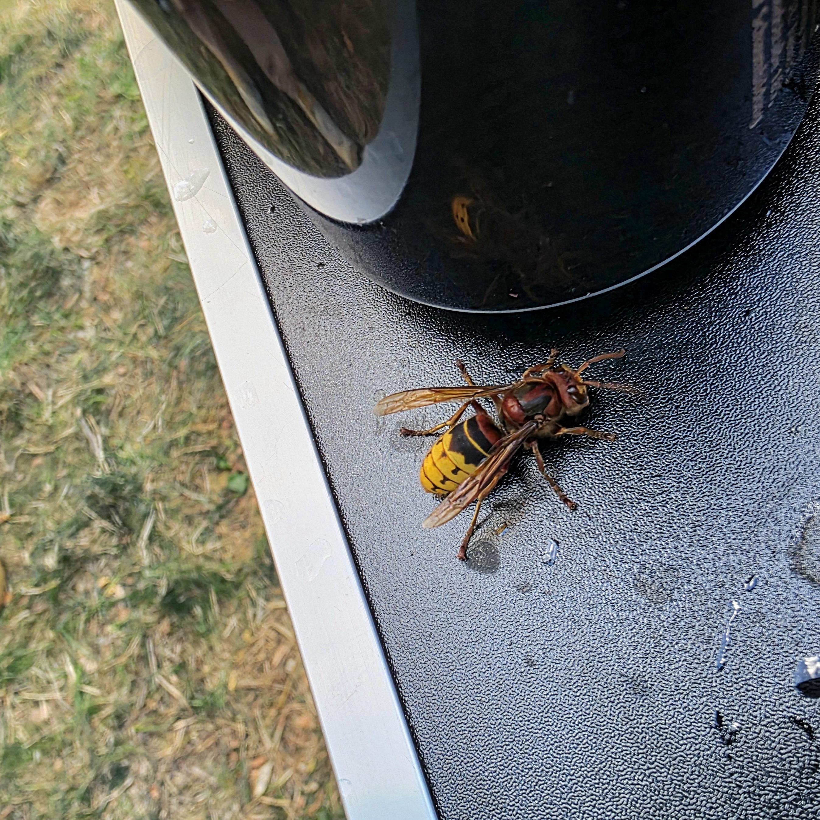 Photo of some sort of hornet feeding on drops of liquid beside a drinks can on a small outdoor table.