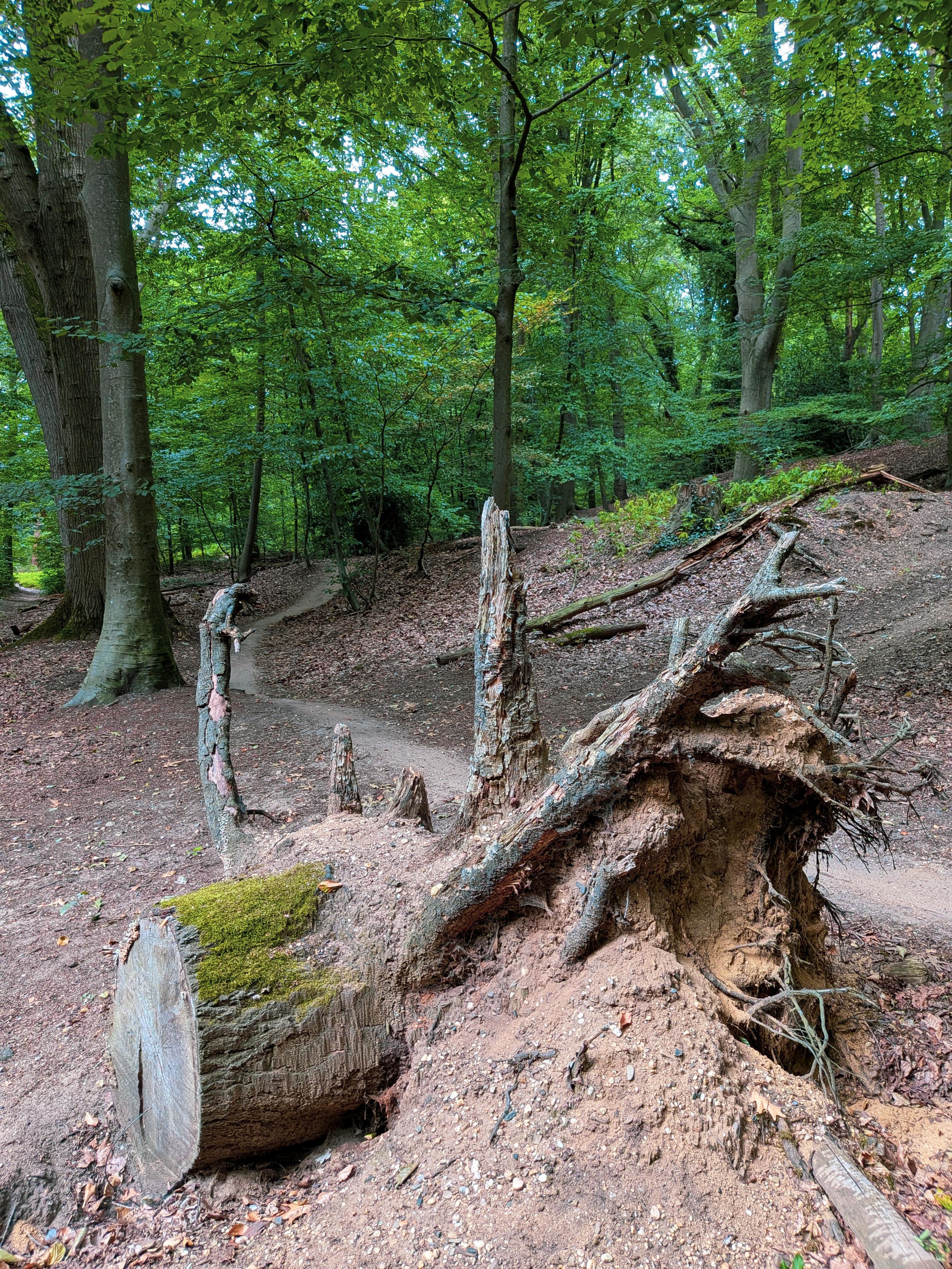 Boomstam in het bos