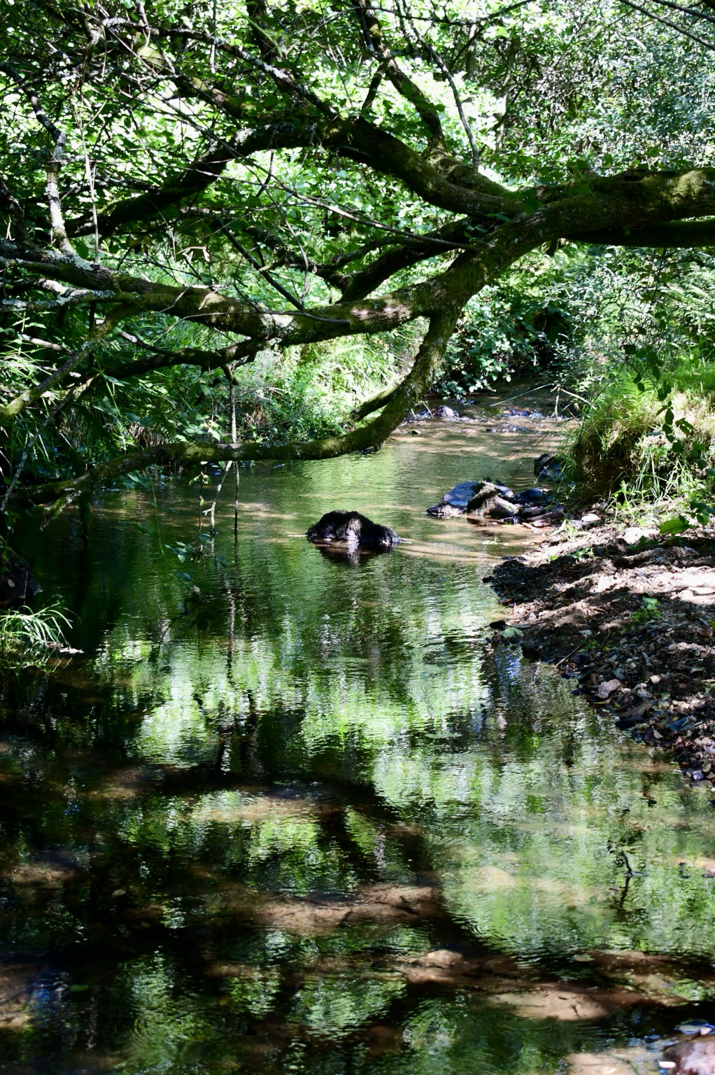 Willow over a stream reflections