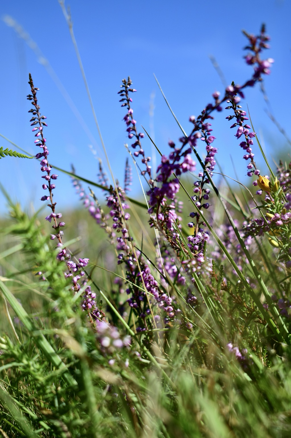 Heather flowers