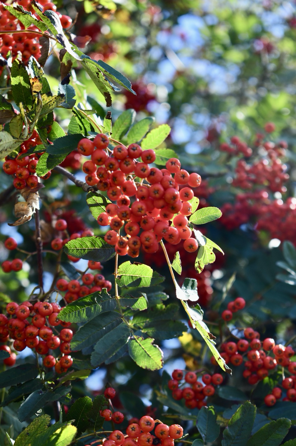 Rowan berries