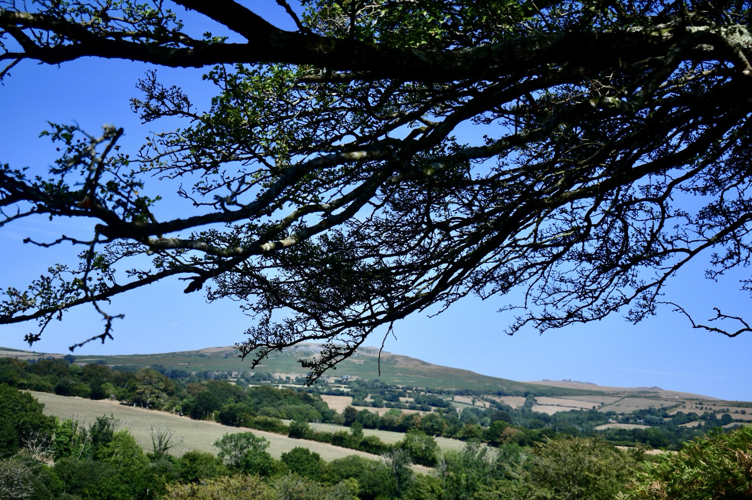 Cox tor and hawthorn branches