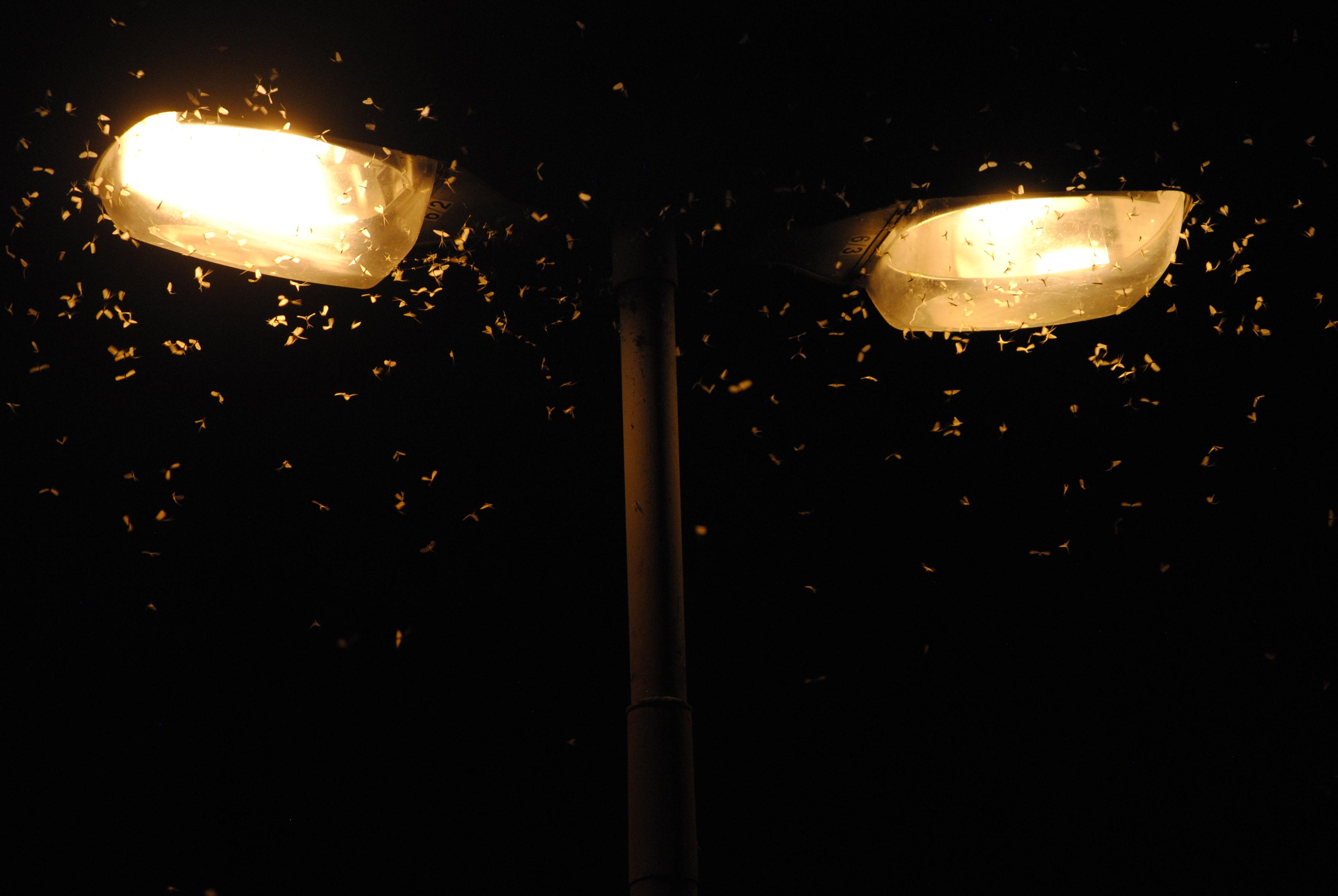 A swarm of moths flying around a two-sided street light, shining in contrast to the dark background.