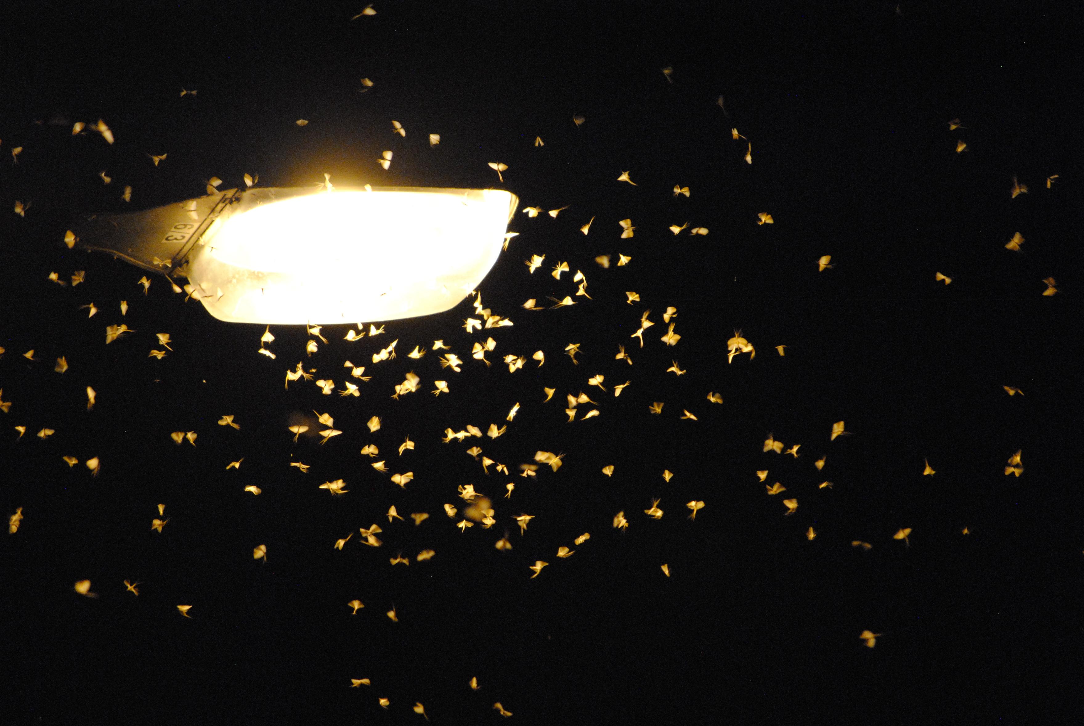A swarm of moths around a sreet light glowing in its light against dark background.