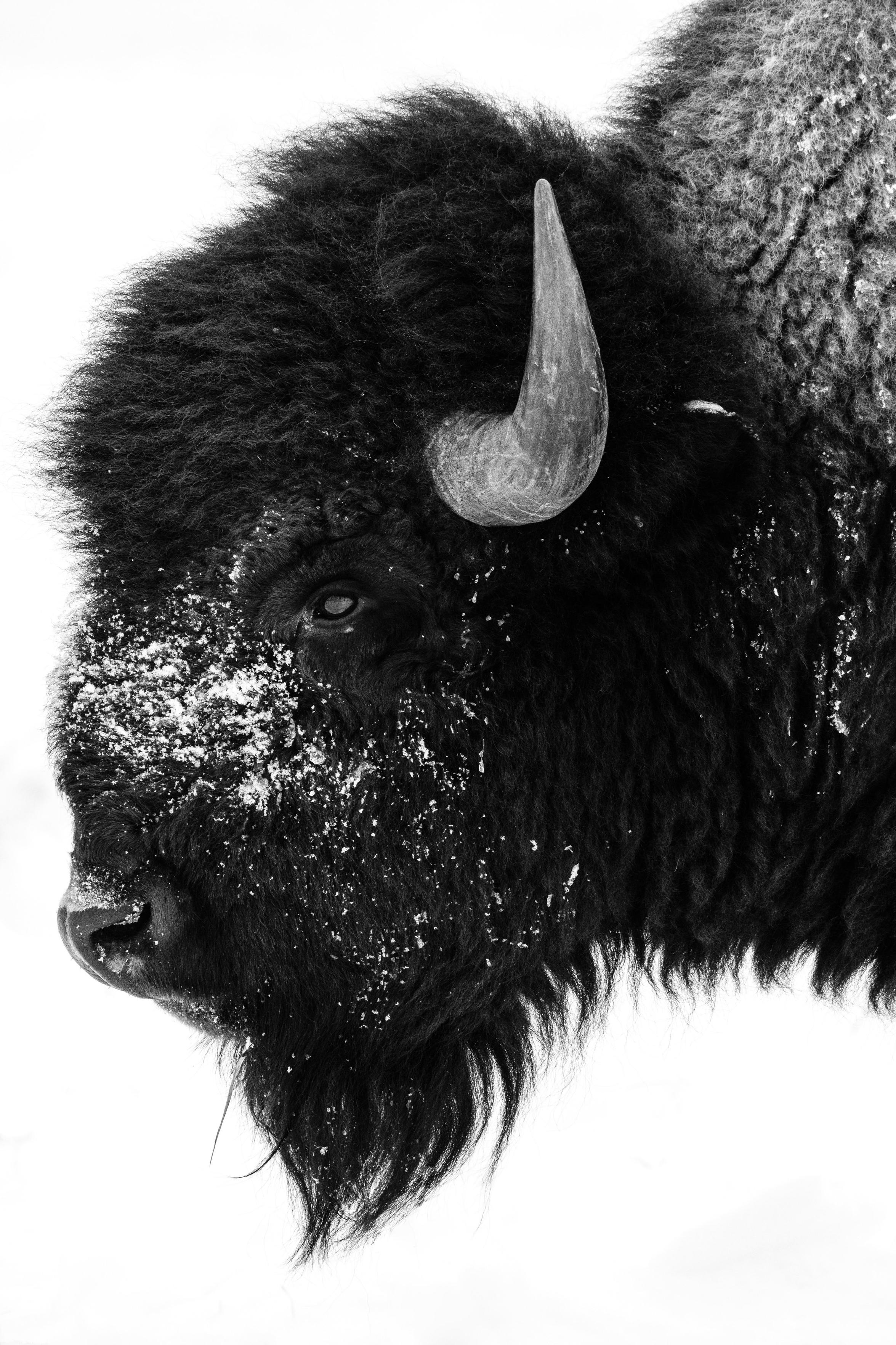Side profile photo of a bison's head, with snow all over its muzzle.