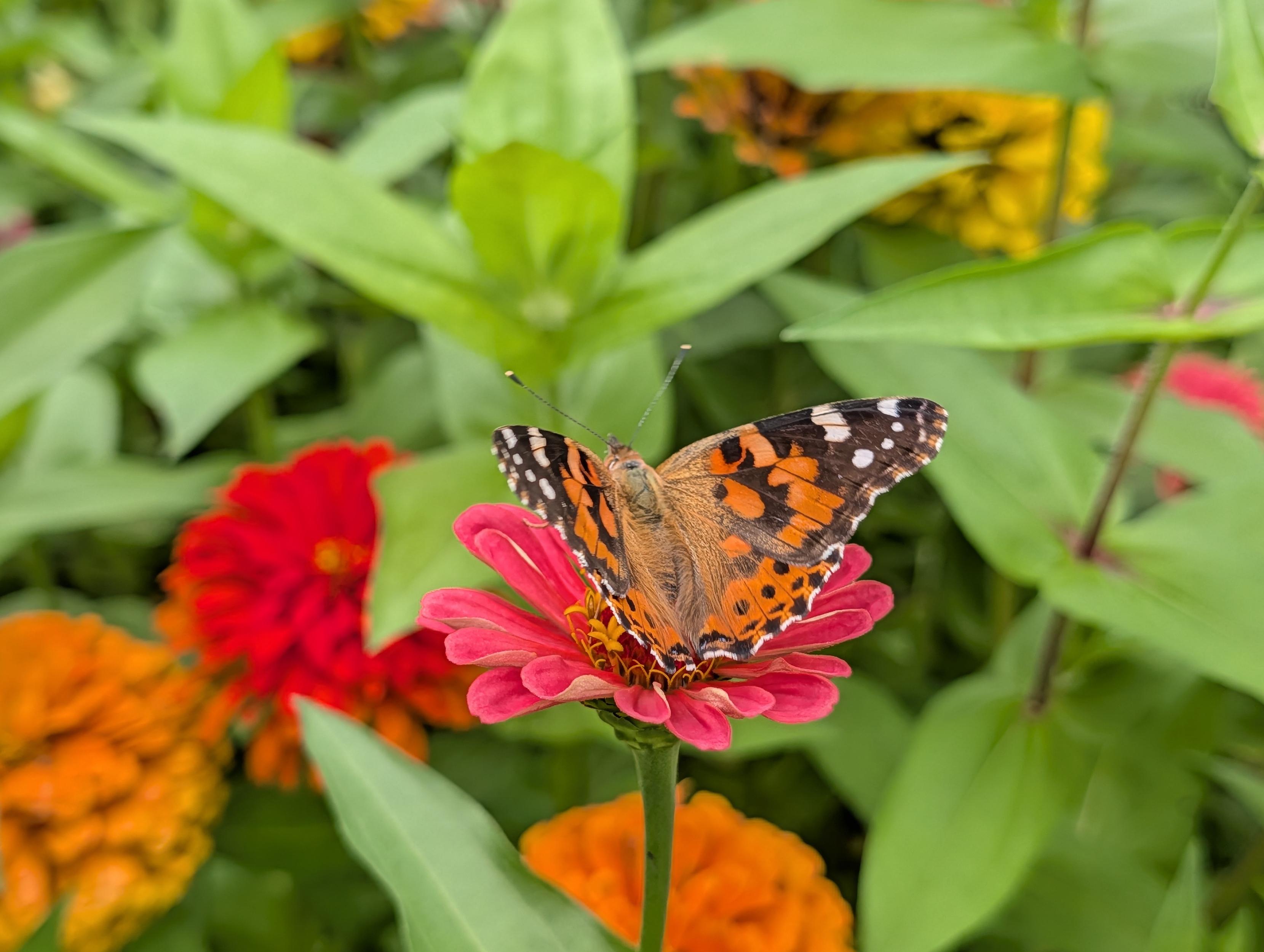 A Painted Lady butterfly rests with open wings on a bright pink zinnia flower in a garden.