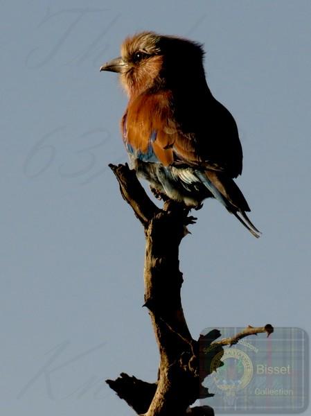 A very colourful bird